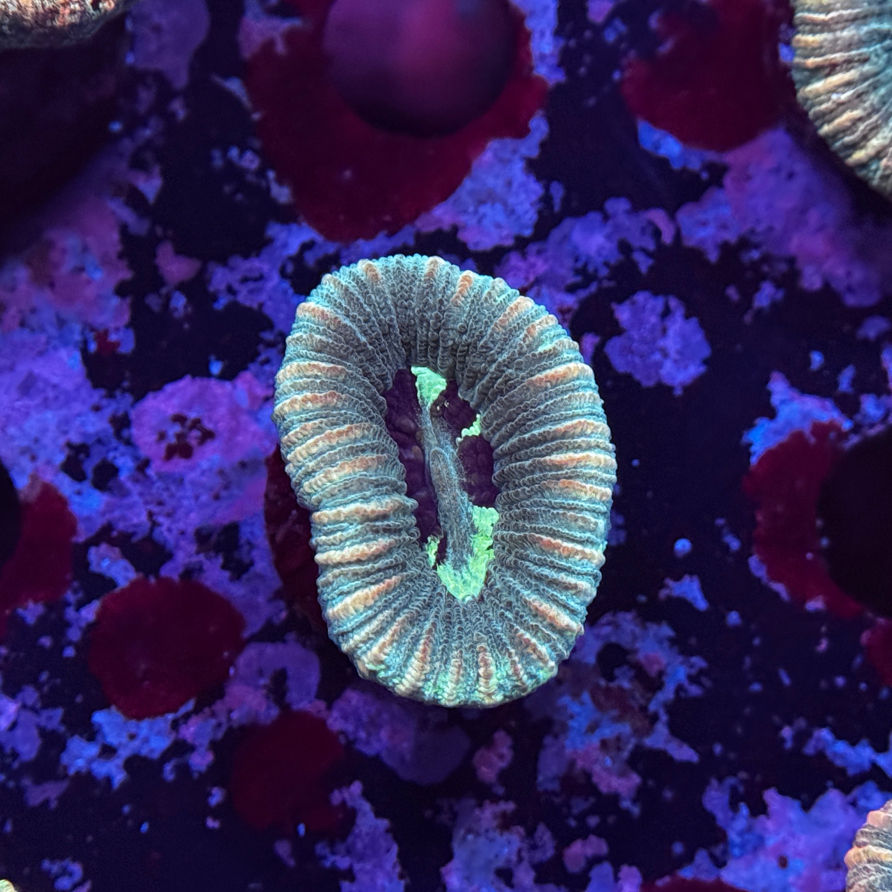 Rainbow Mini Trachy
