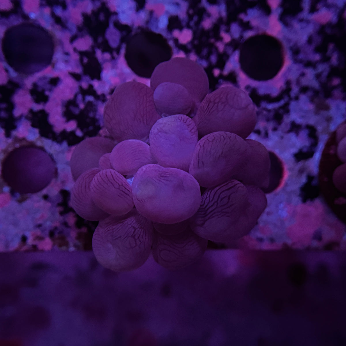 Pink Branching Bubble