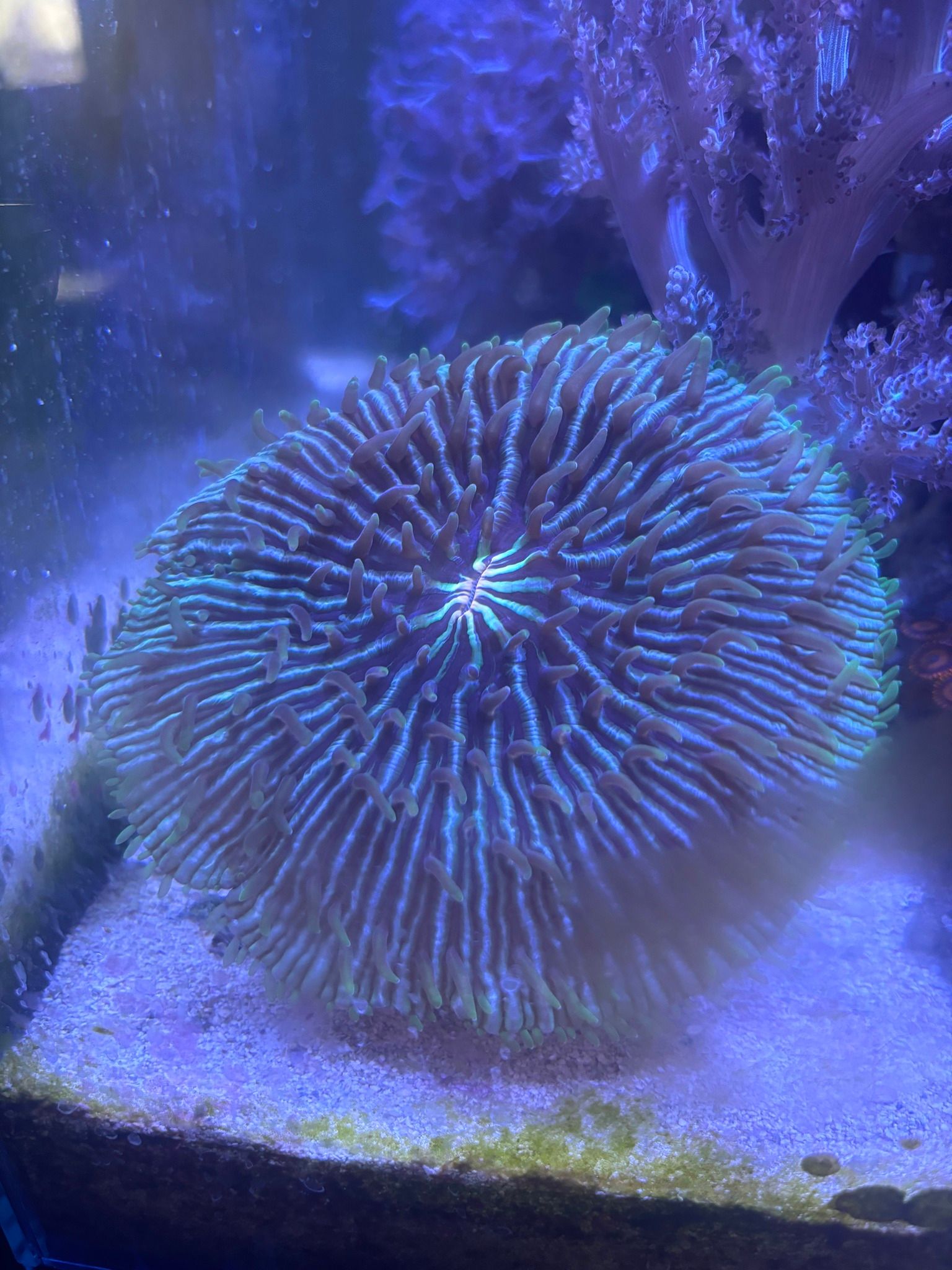 Scoly Stands for Scolymia Corals