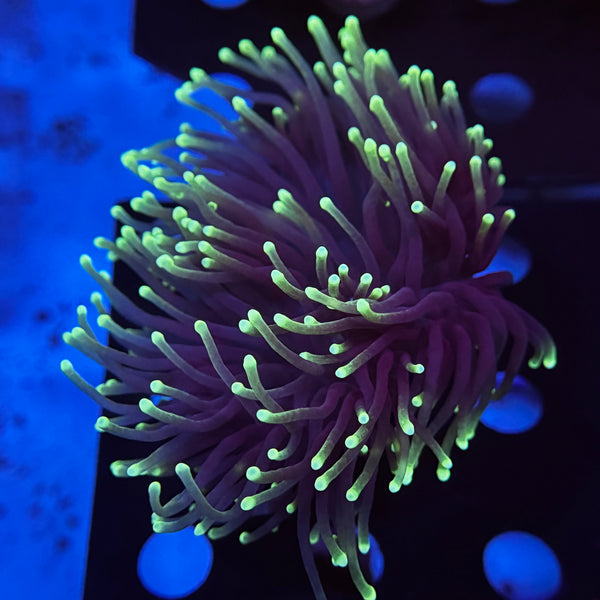 Aussie Highlighter Torch
