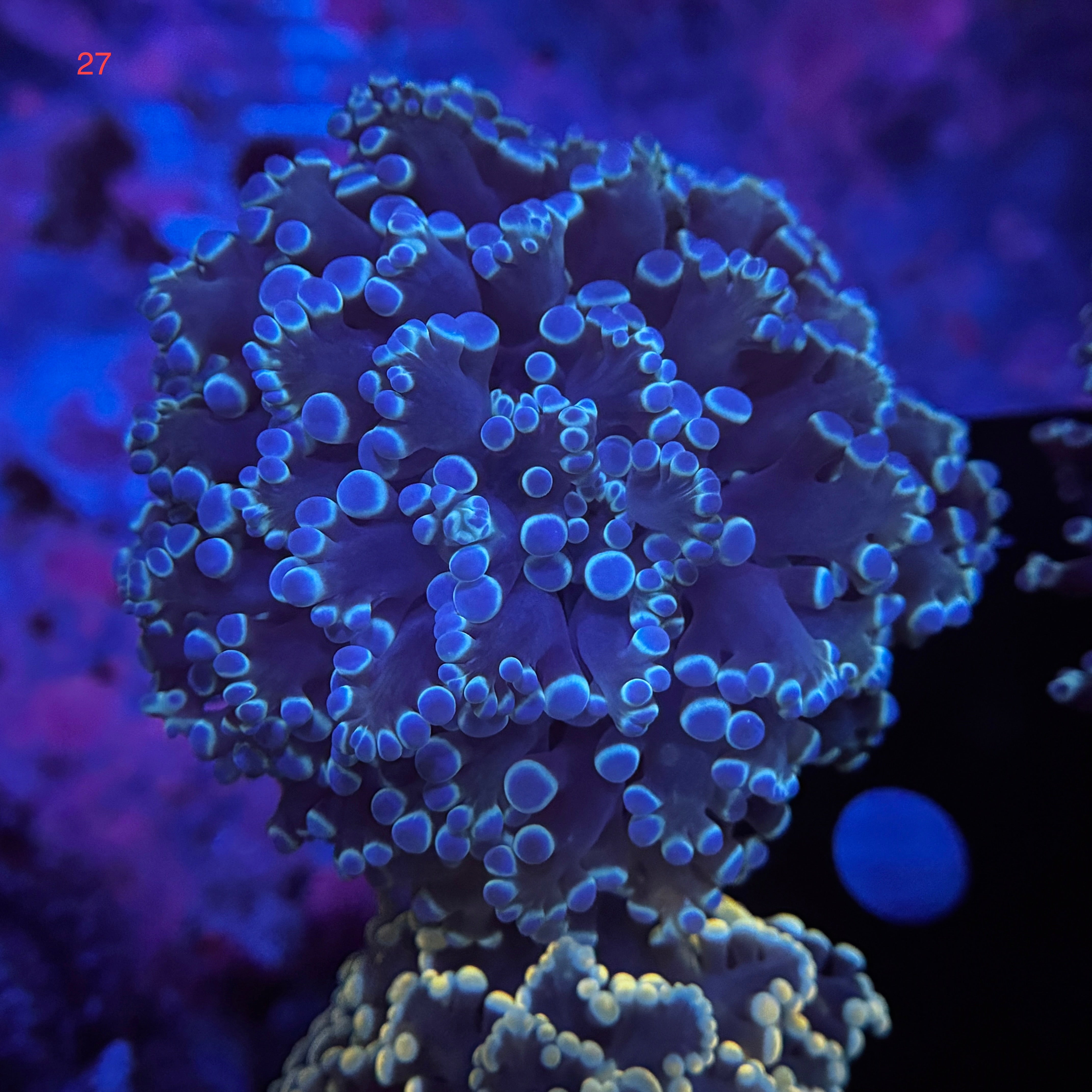Blue Metallic Kingspawn