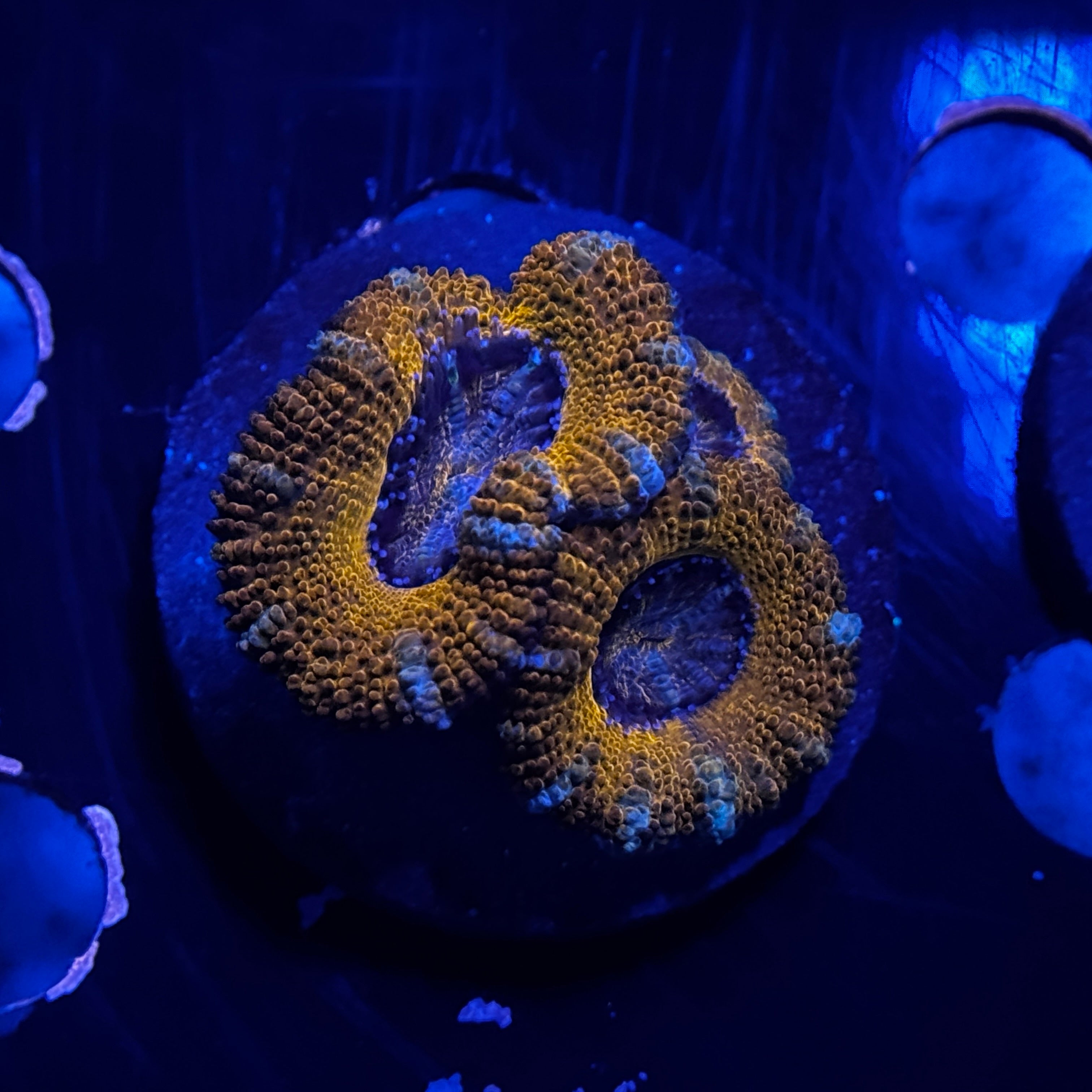 Red Acan Lord