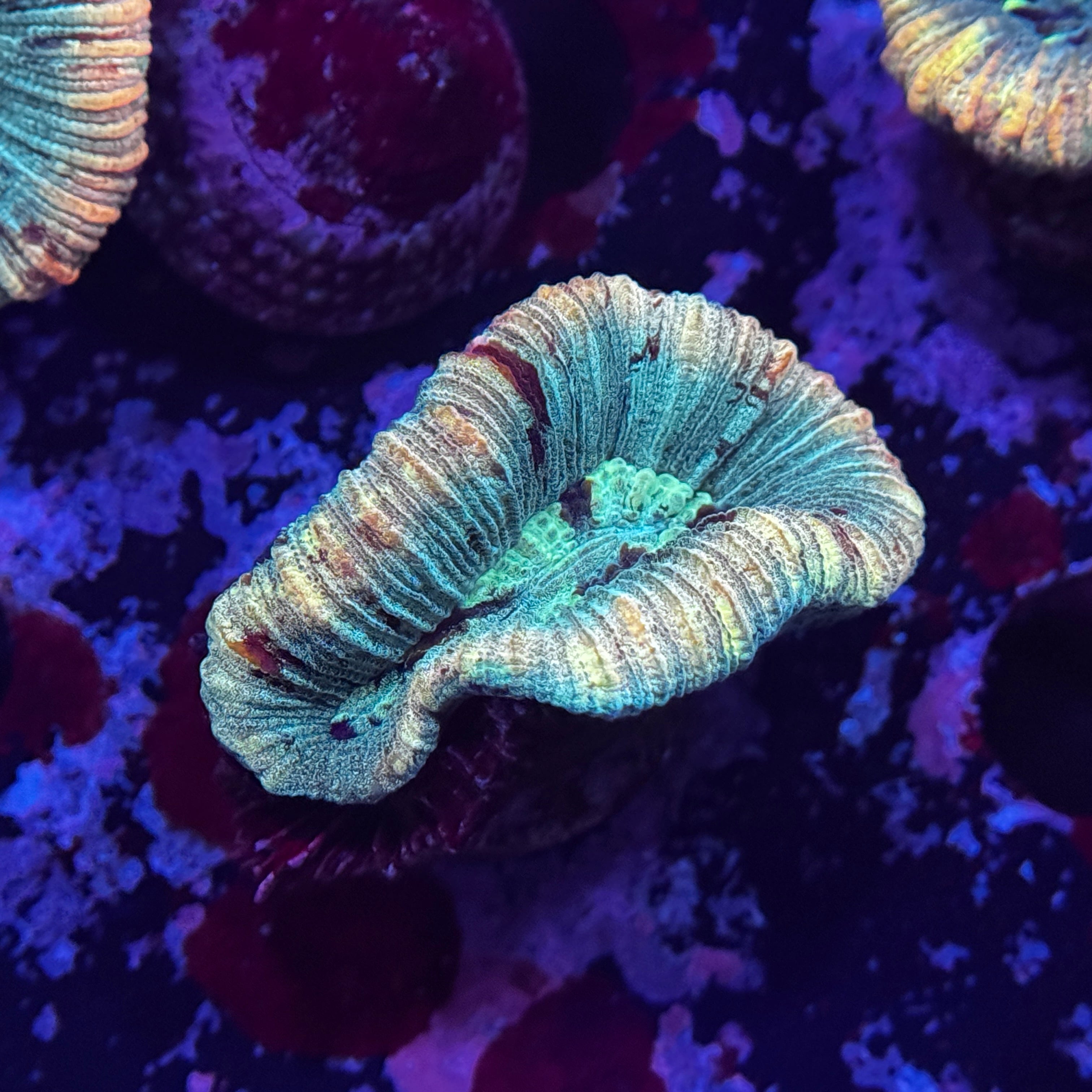 Rainbow Mini Trachy
