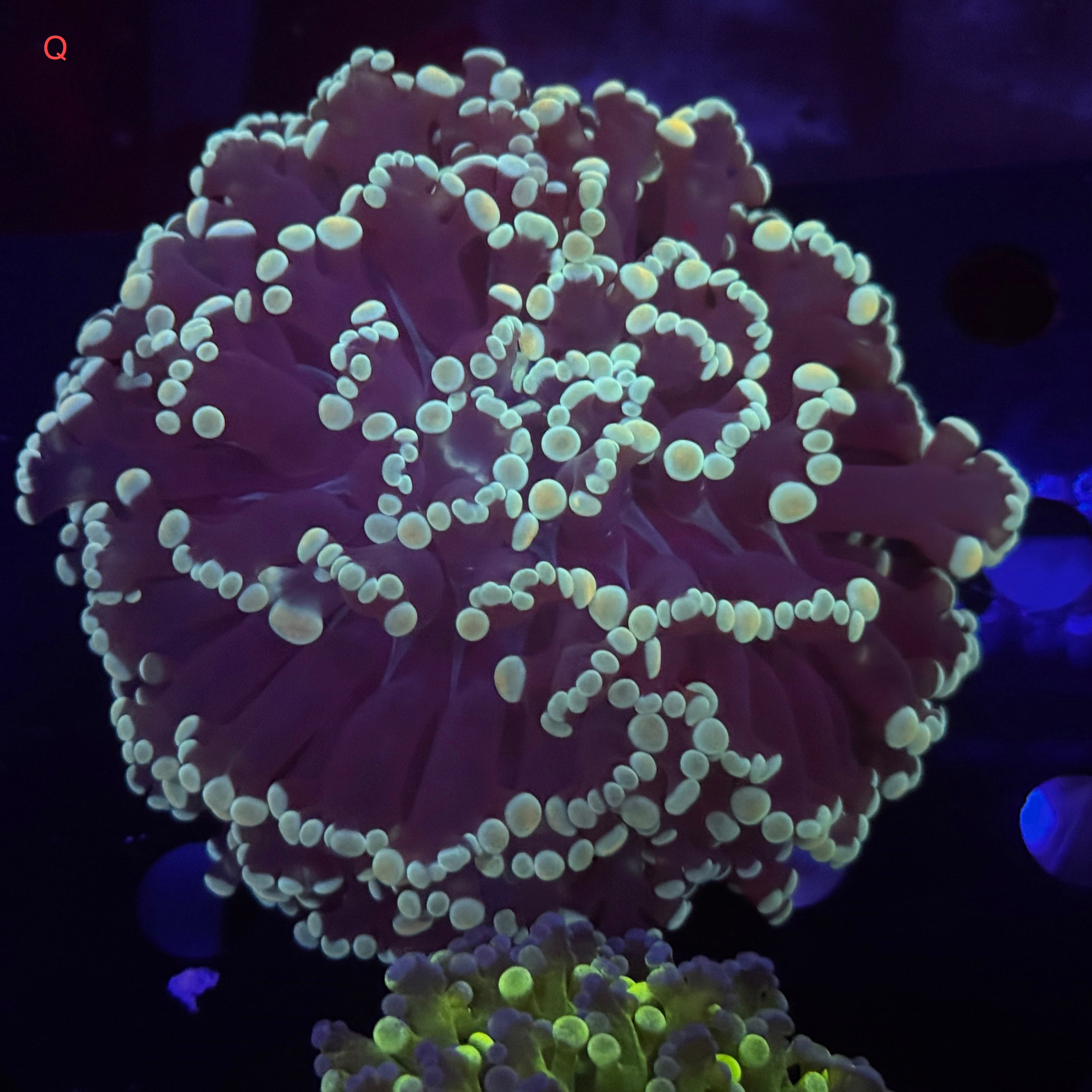 Sapphire Kingspawn