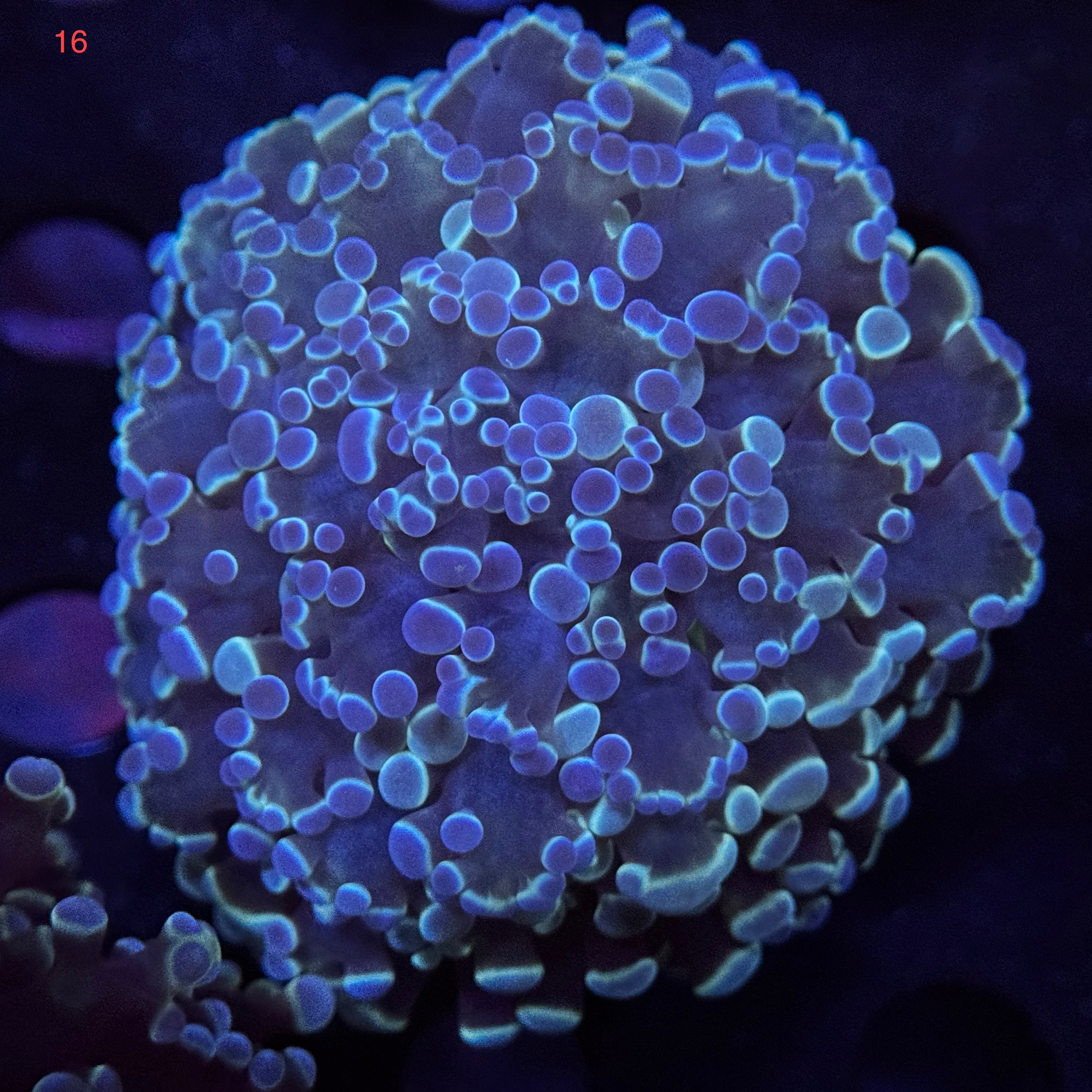 Metallic Blue Kingspawn