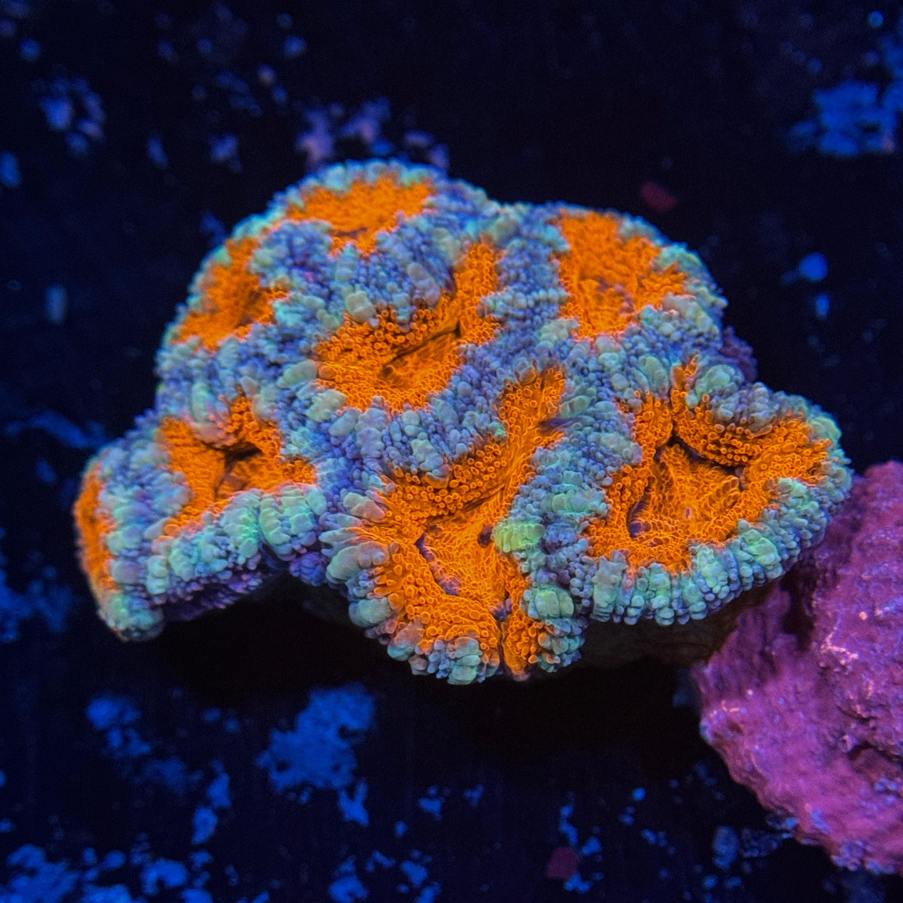 Orange Acan Lord