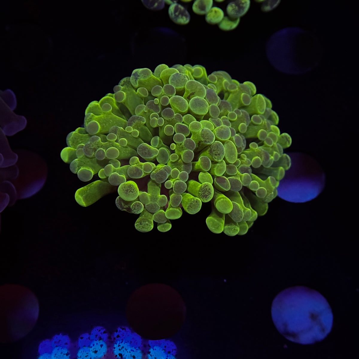 Green Rainbow Hue Hammer