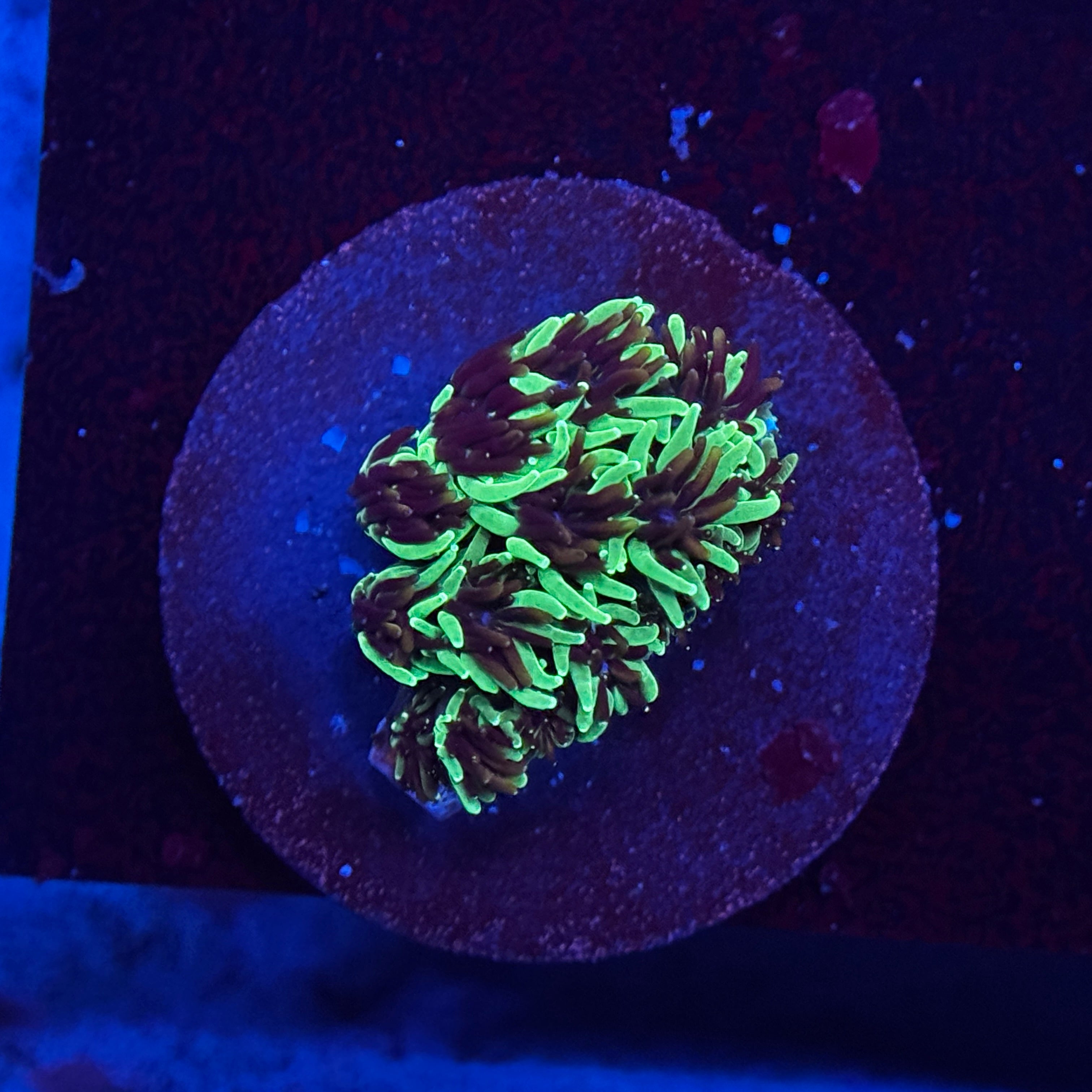 Green Galaxia