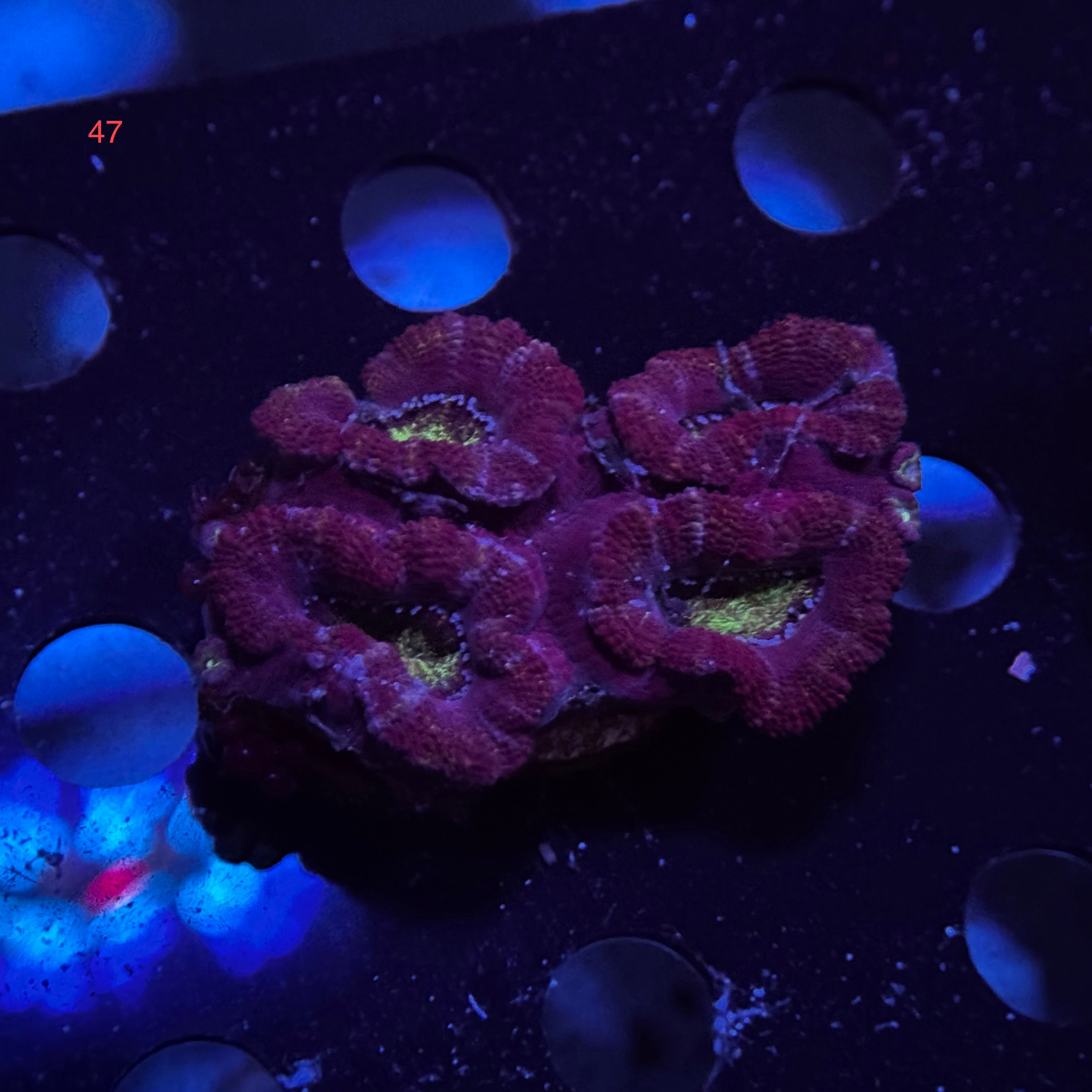 Purple Acan Lord