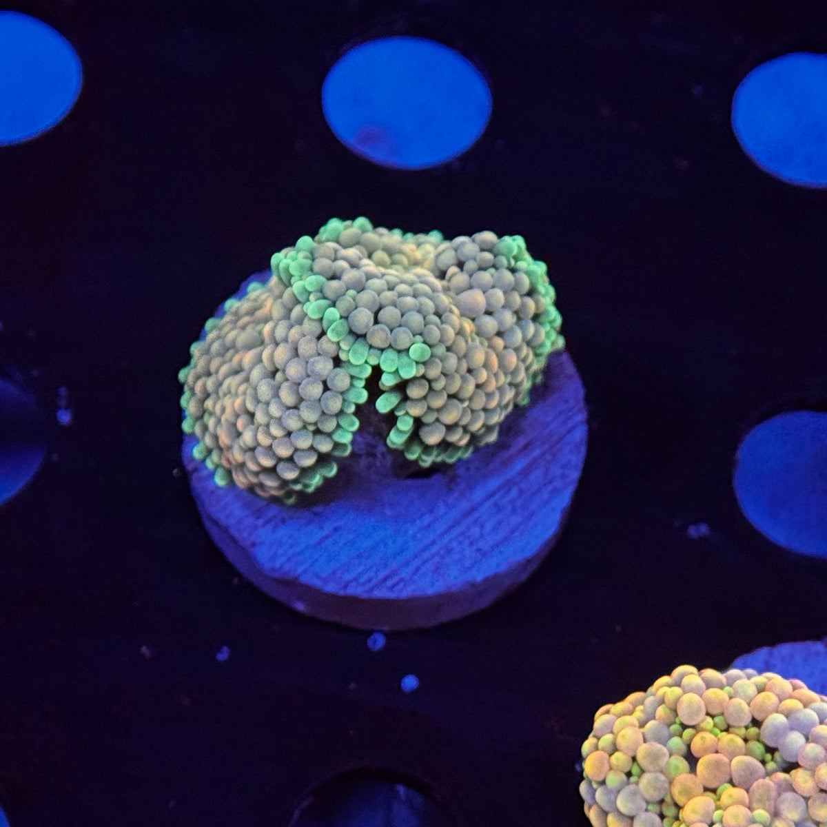 Rainbow Ricordea Mushroom
