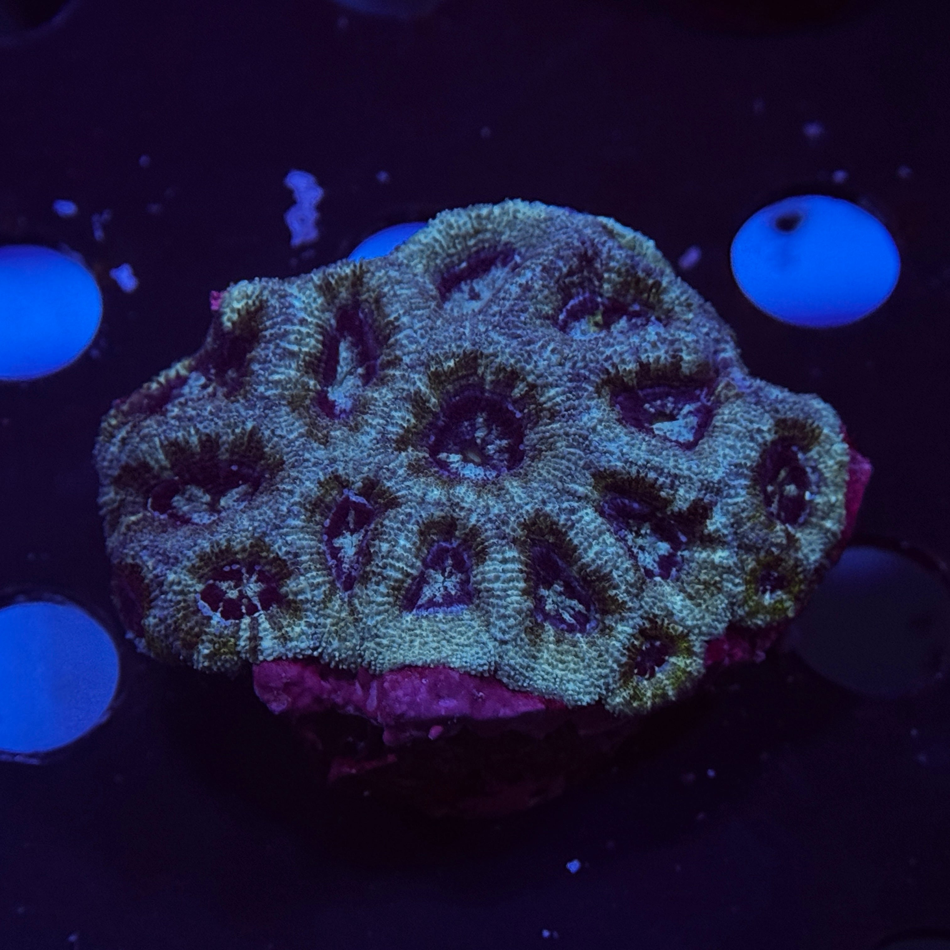 Sully Monster Acan Micromussa