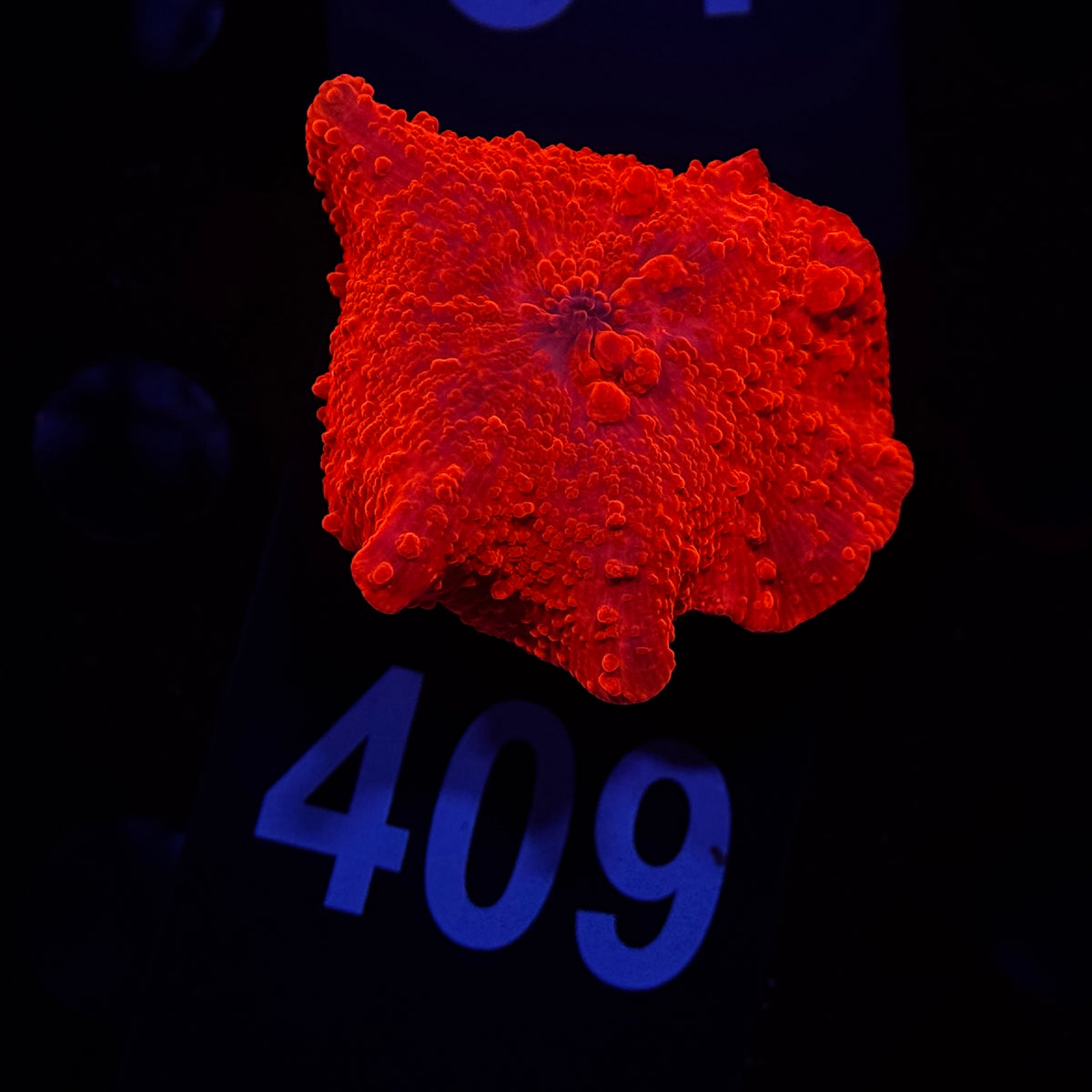 Neon Orange Rippled Discosoma Mushroom (Bounce?)