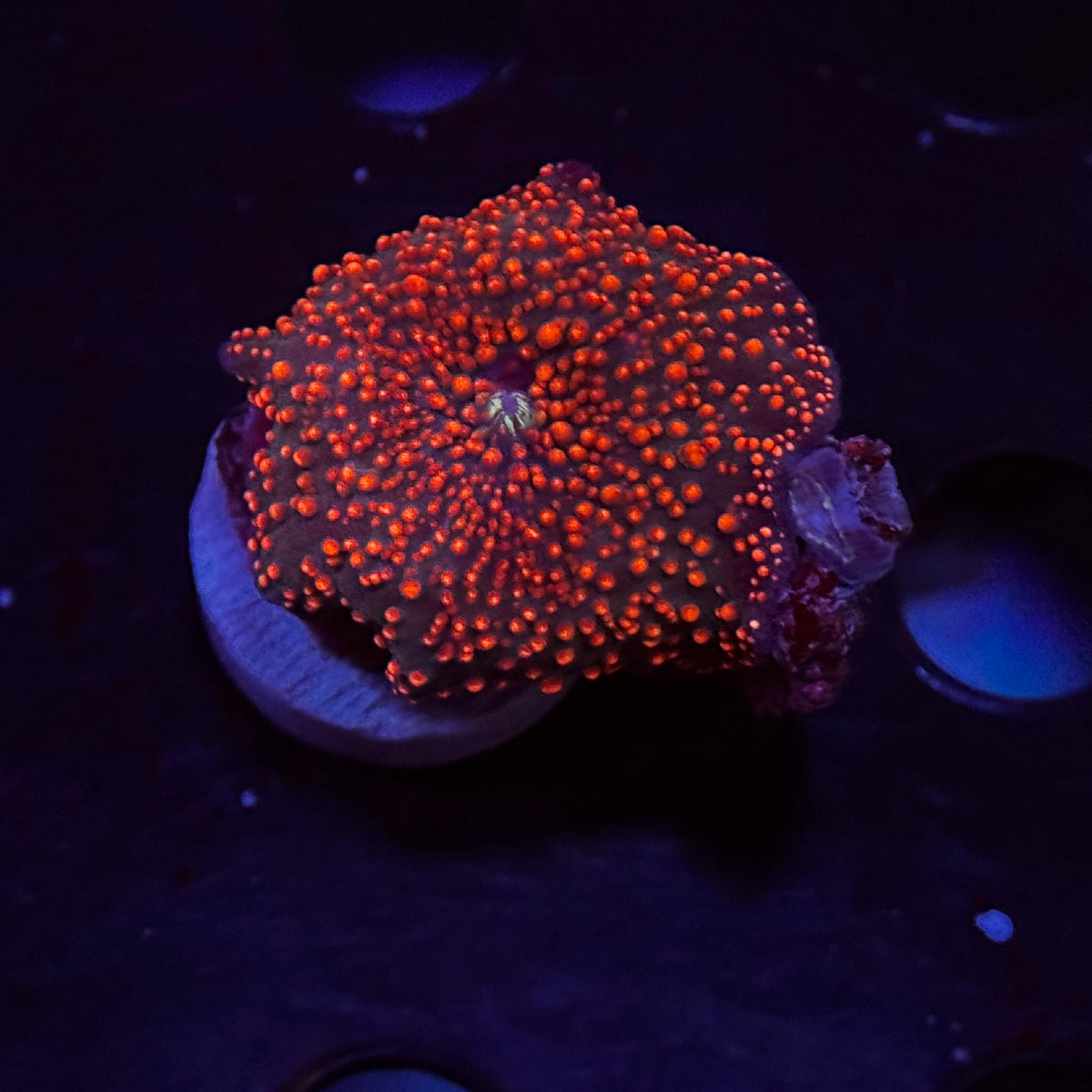 Candy Apple Interstellar Mushroom
