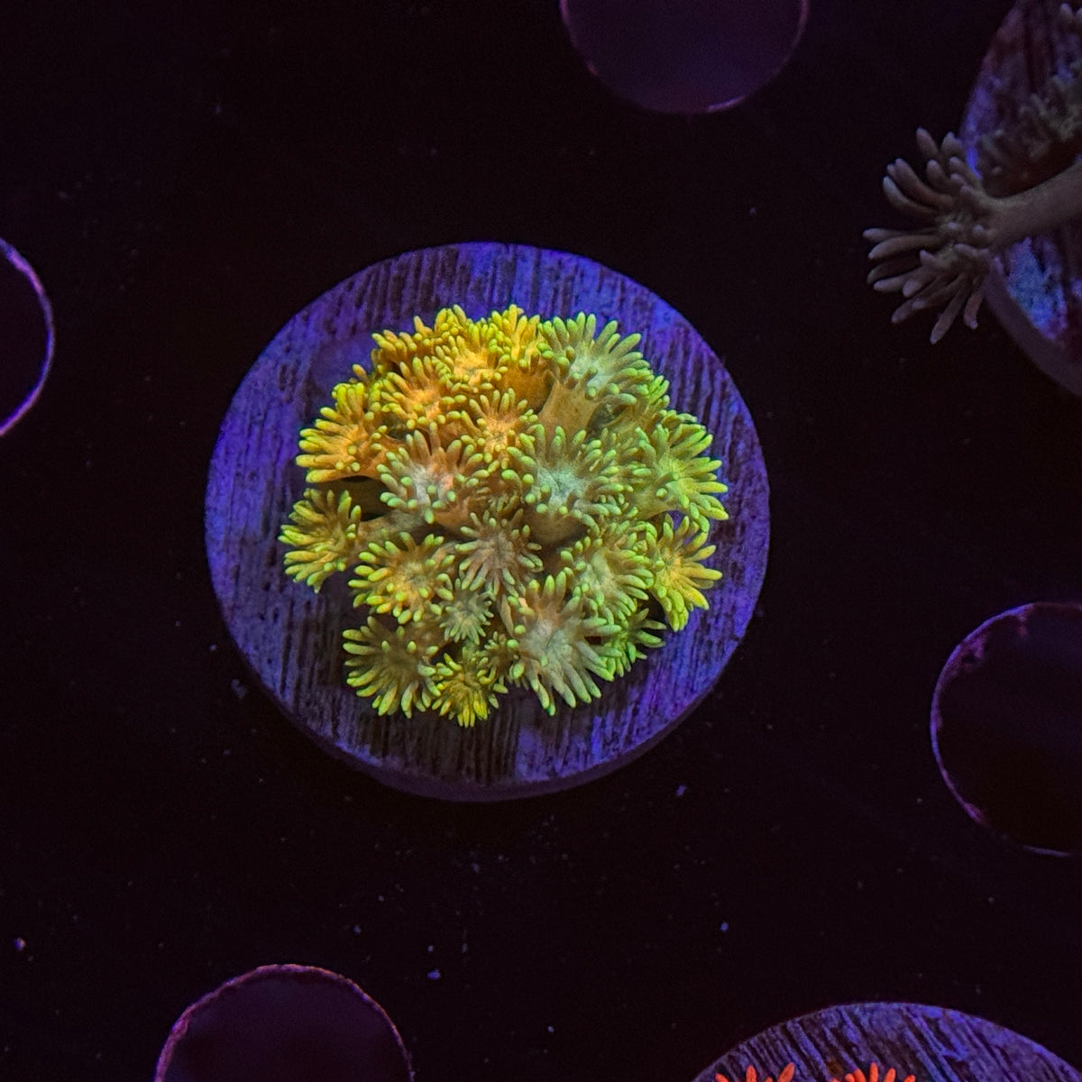 Rainbow Goniopora
