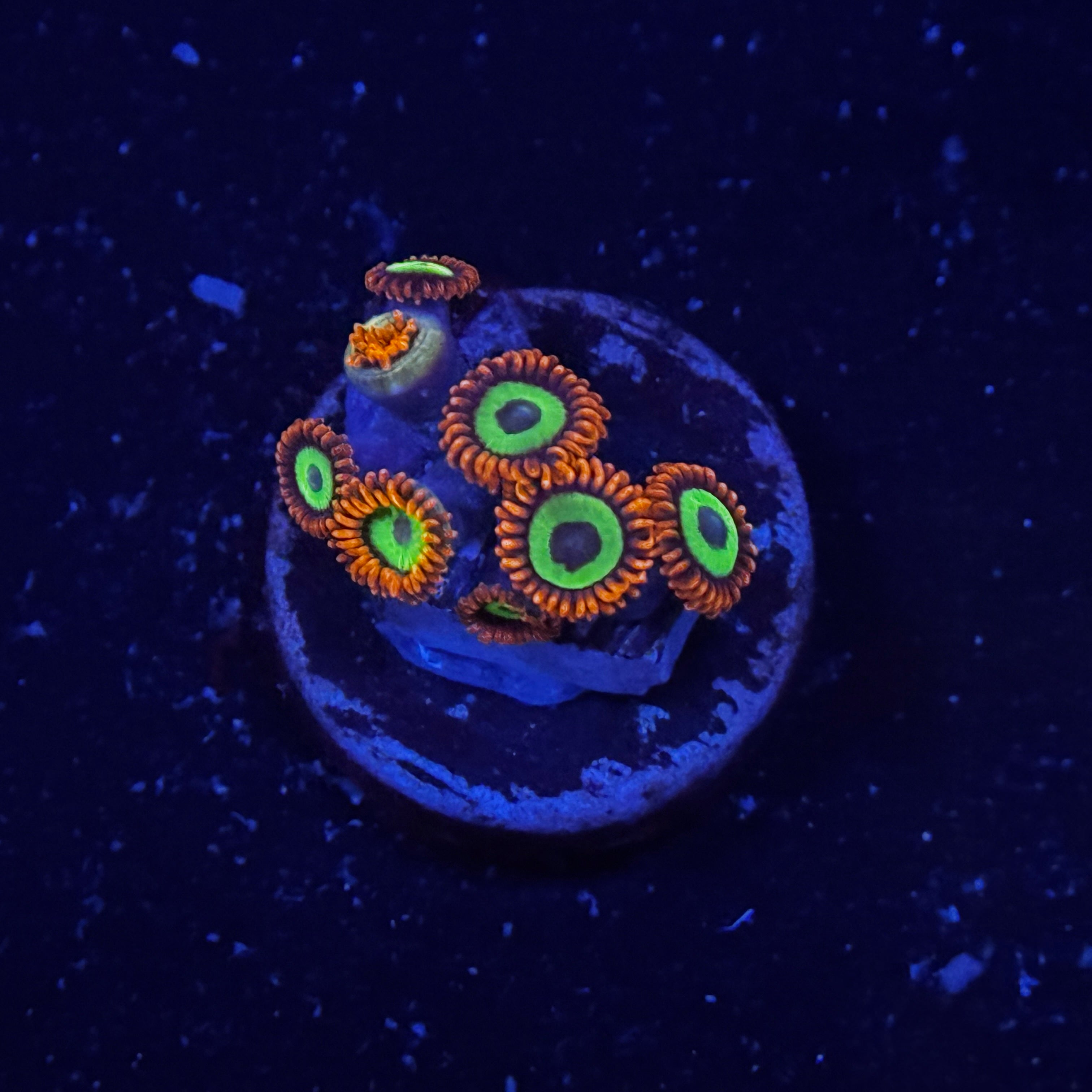 Emeralds on Fire Zoanthids