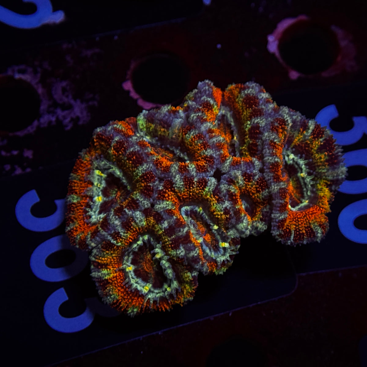 Ultra Rainbow Acan Lord Cluster