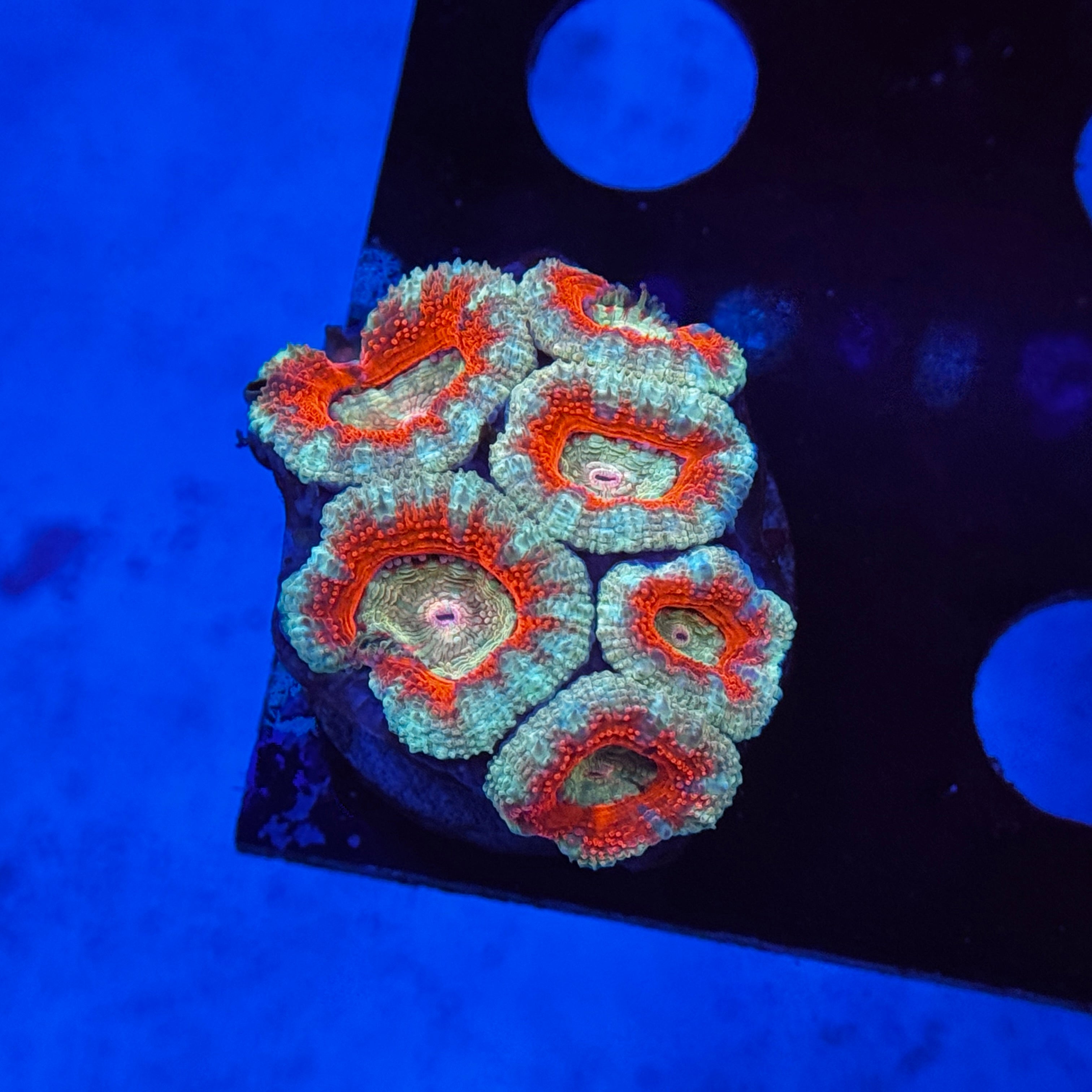 Red Acan Lord