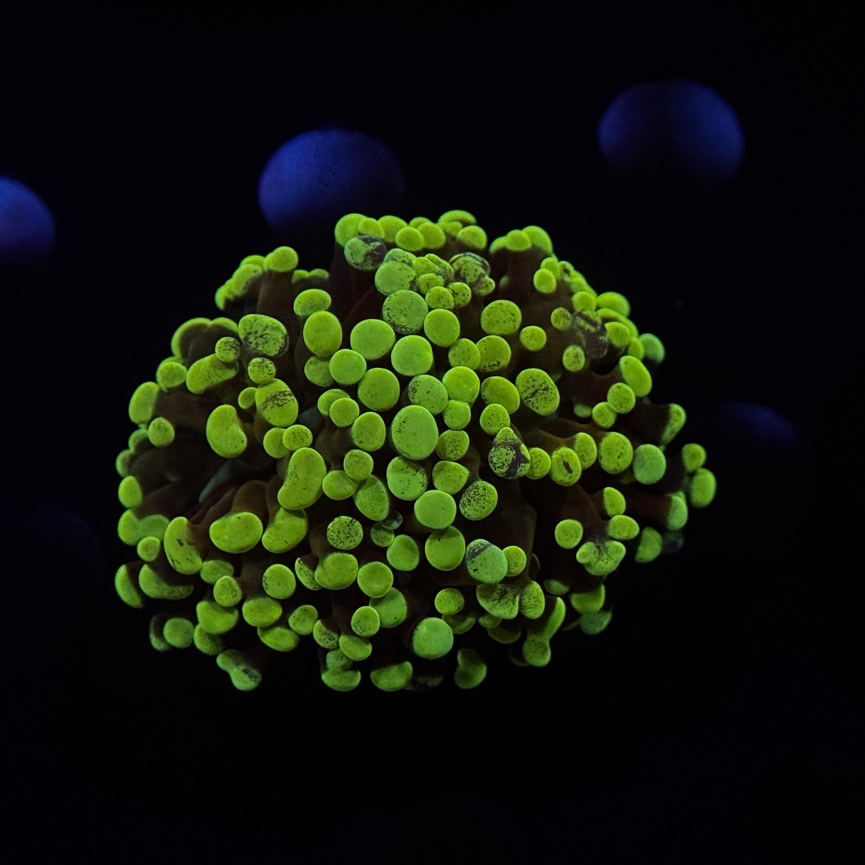 Ultra Neon Green Splatter Hammer