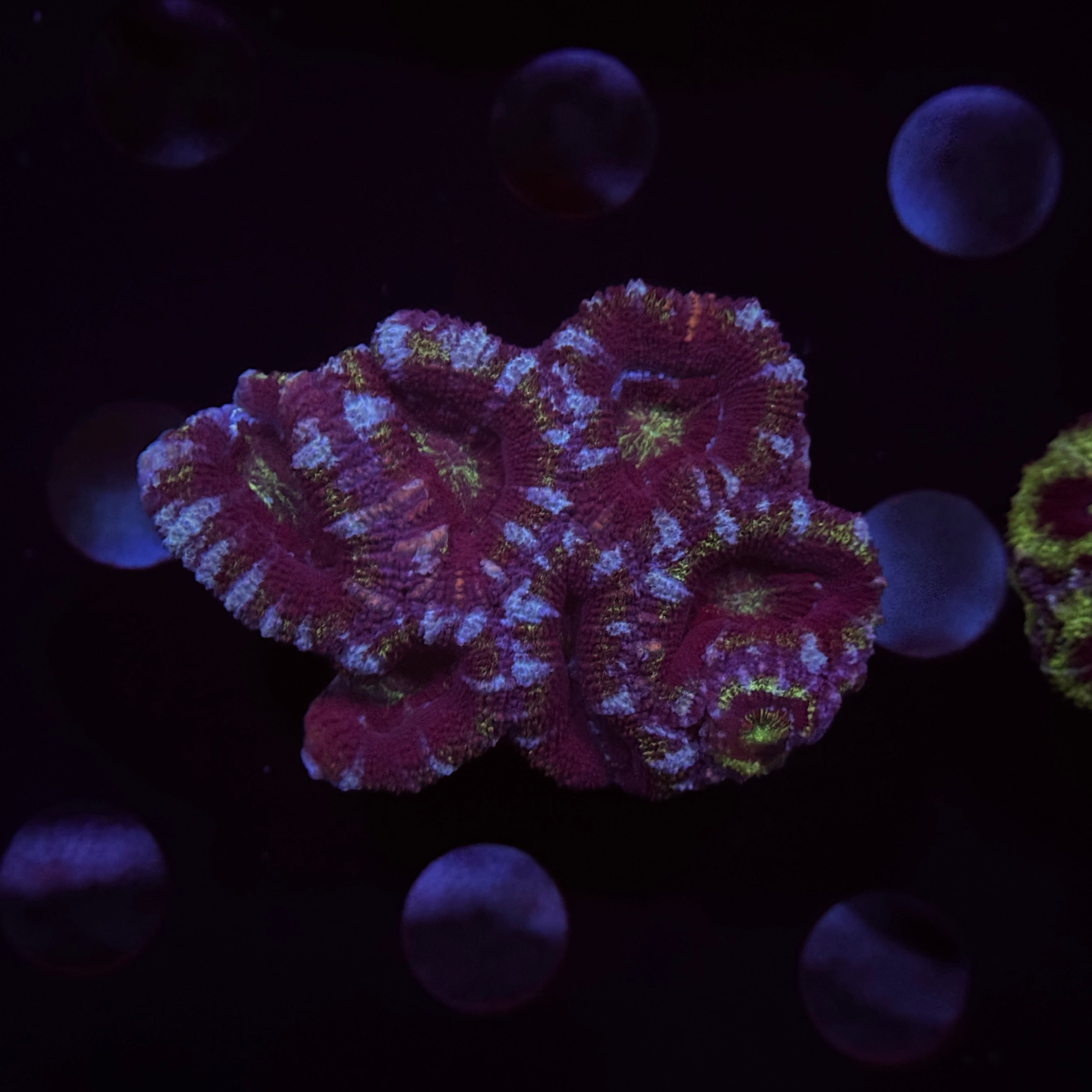 Purple/Green Acan Lord