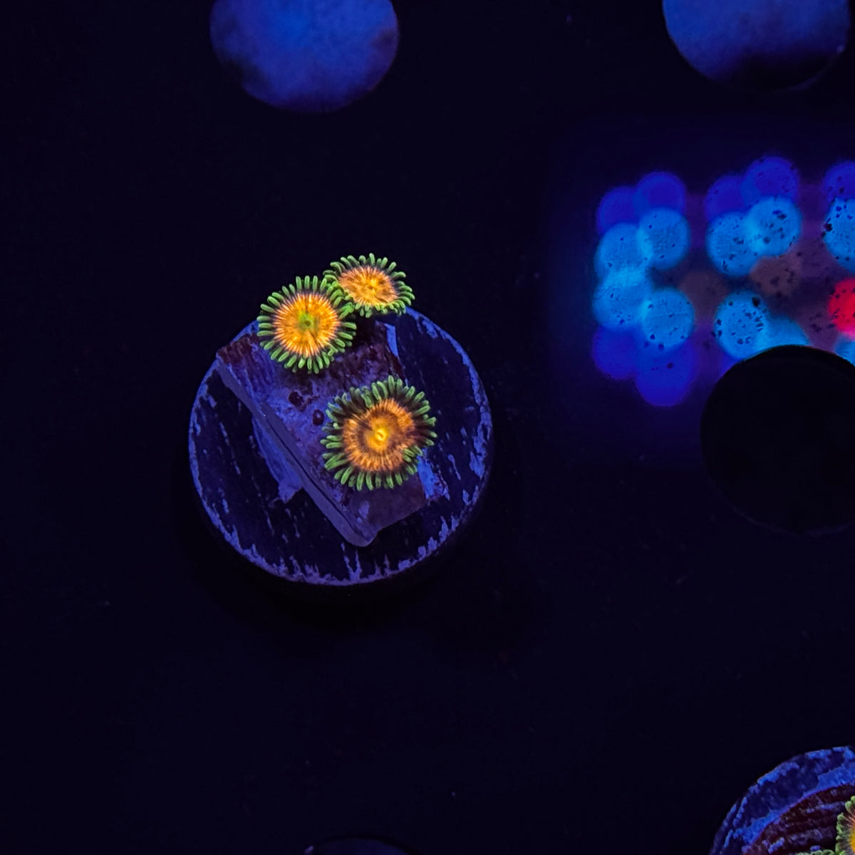 Zoanthids