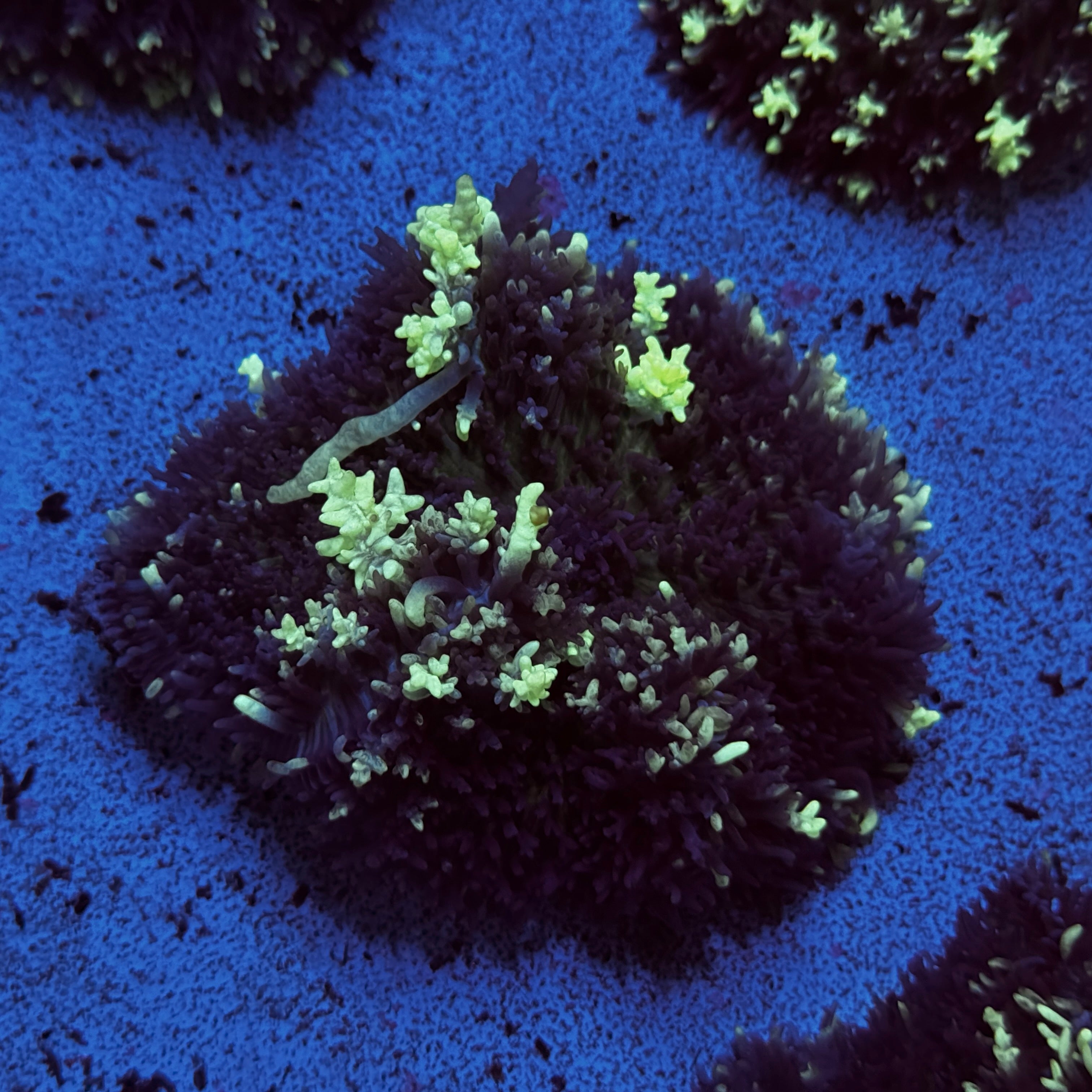 Inferno Fluffy Mushroom (Showpiece)
