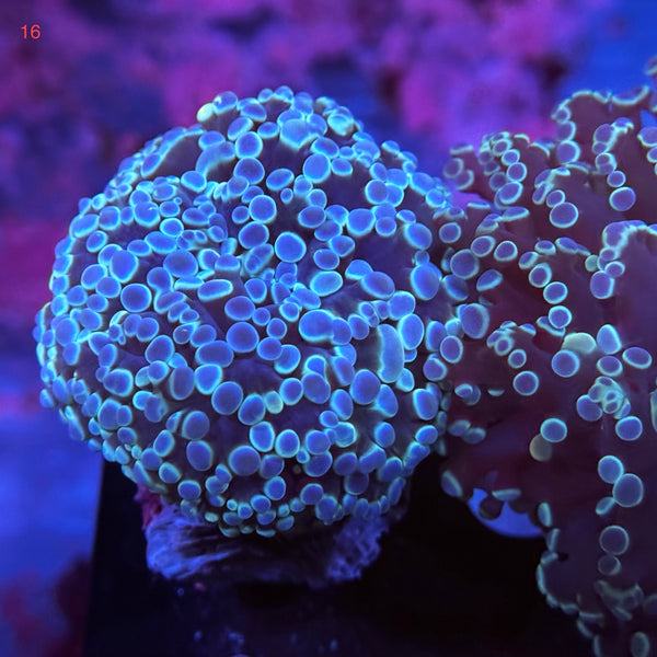 Metallic Sky Blue Kingspawn