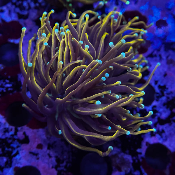 Indo Gold Torch