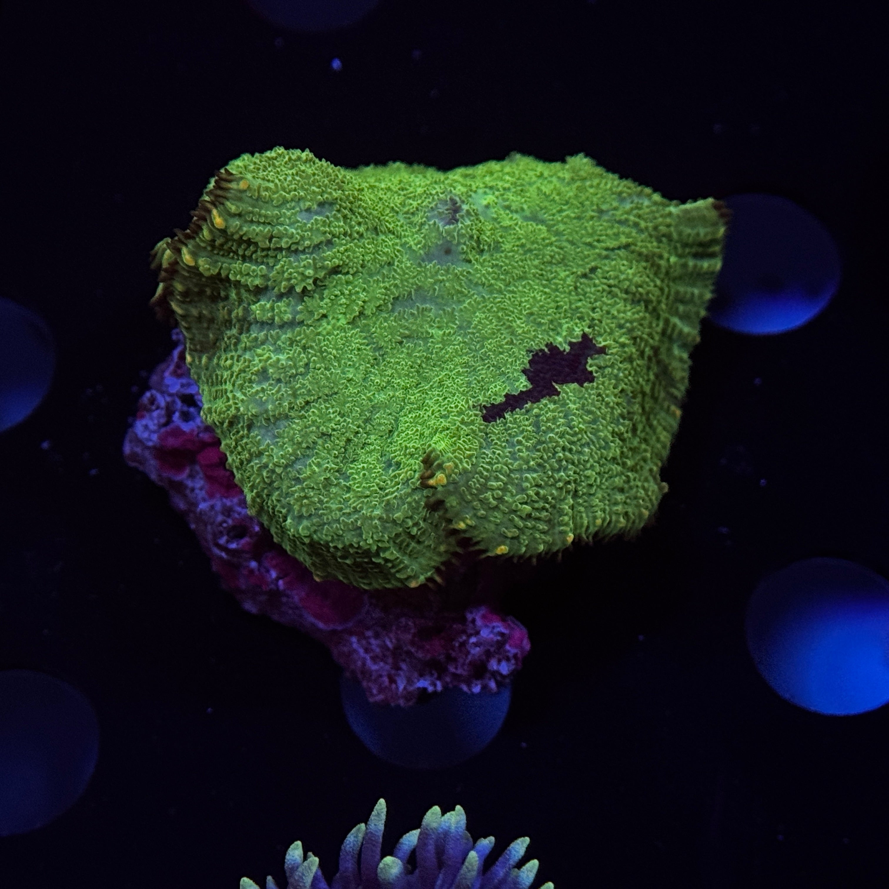 Kryptonite Rhodactus Mushroom