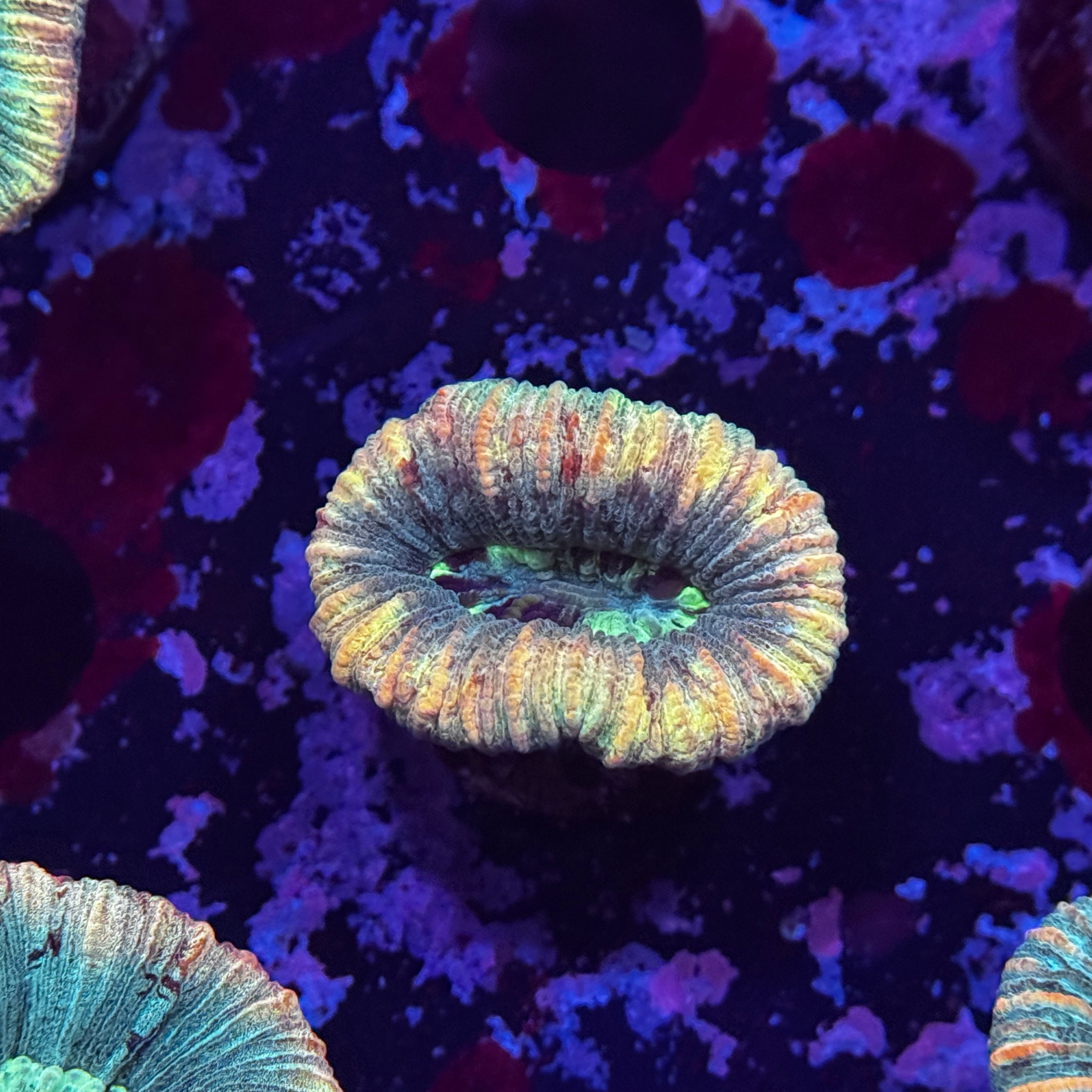 Rainbow Mini Trachy