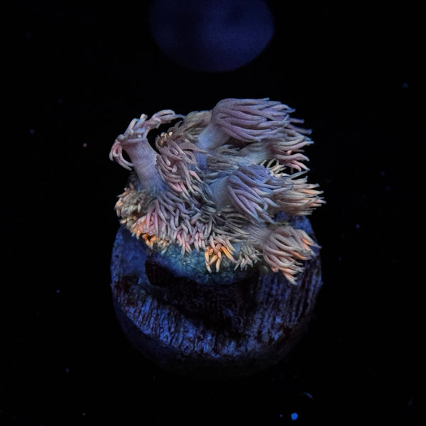 Rainbow Goniopora