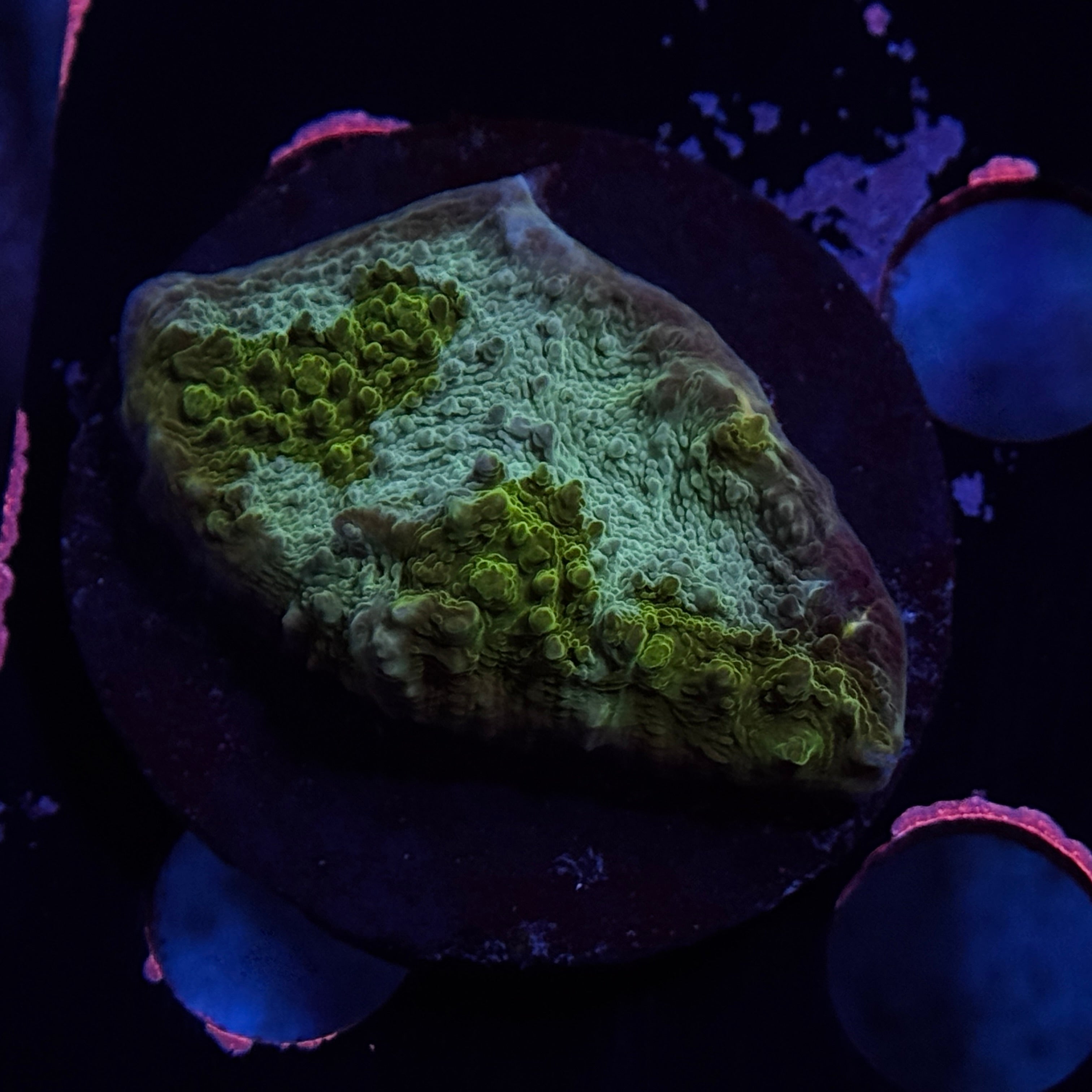 Green Chalice