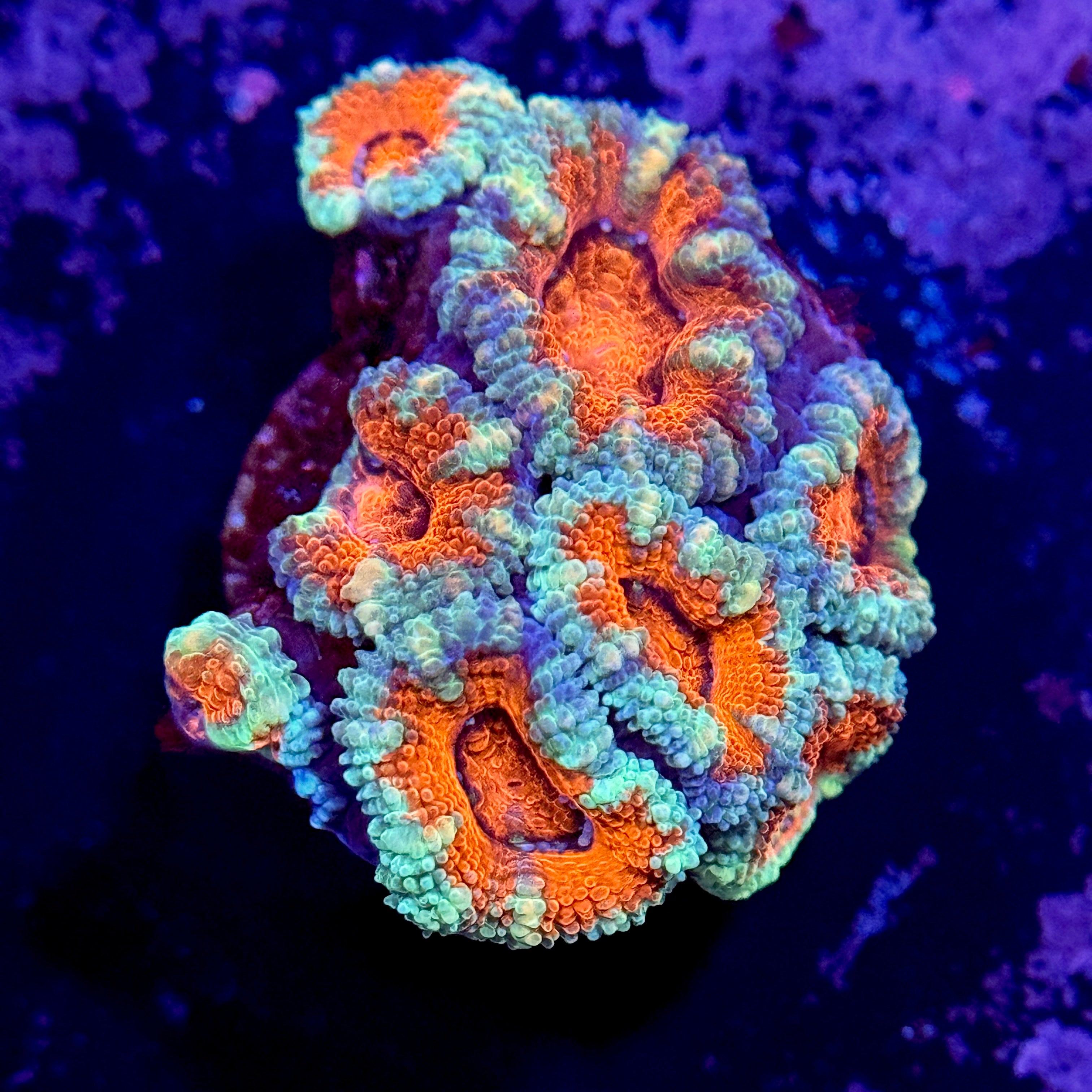 Fire & Ice Acan Lord