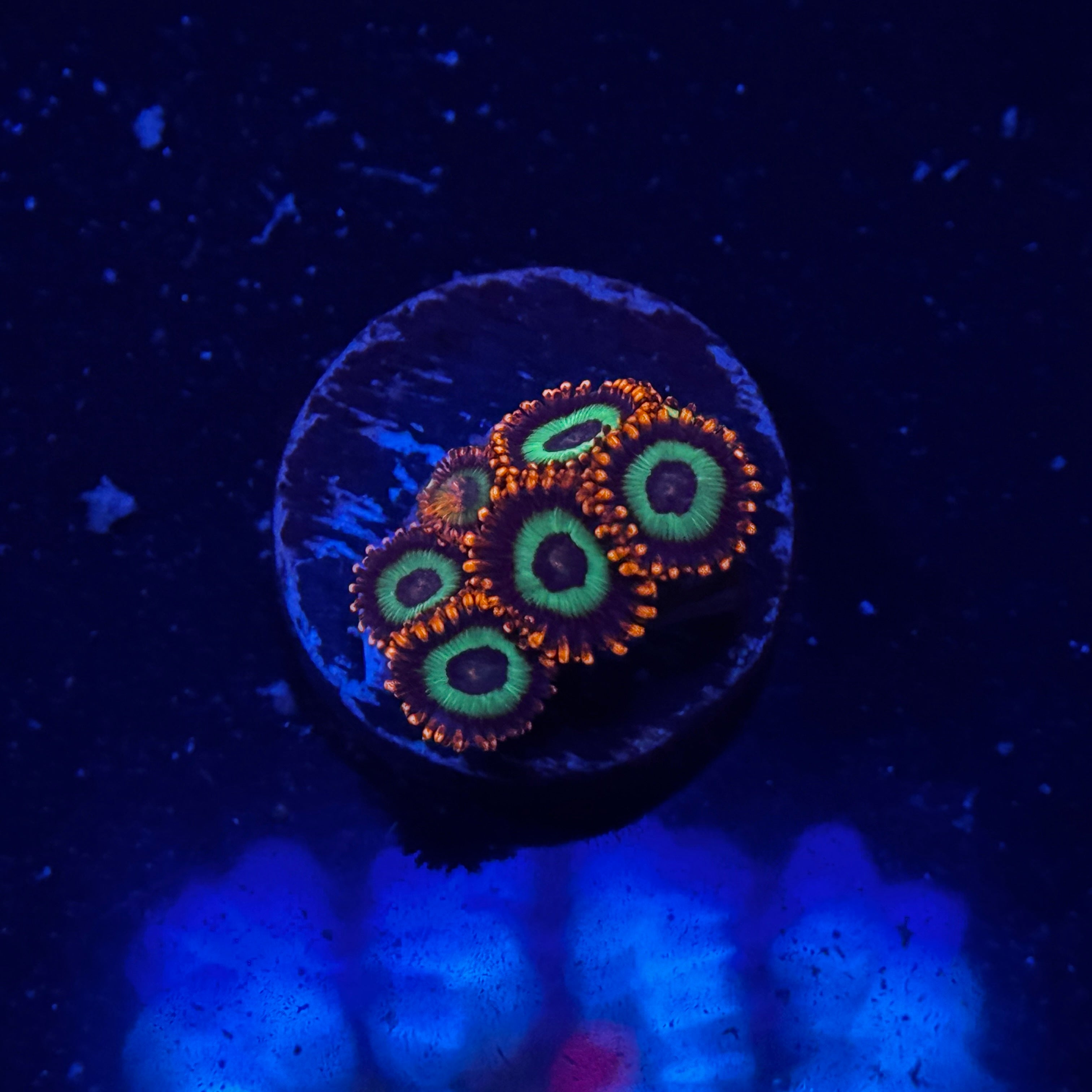 Emeralds on Fire Zoanthids
