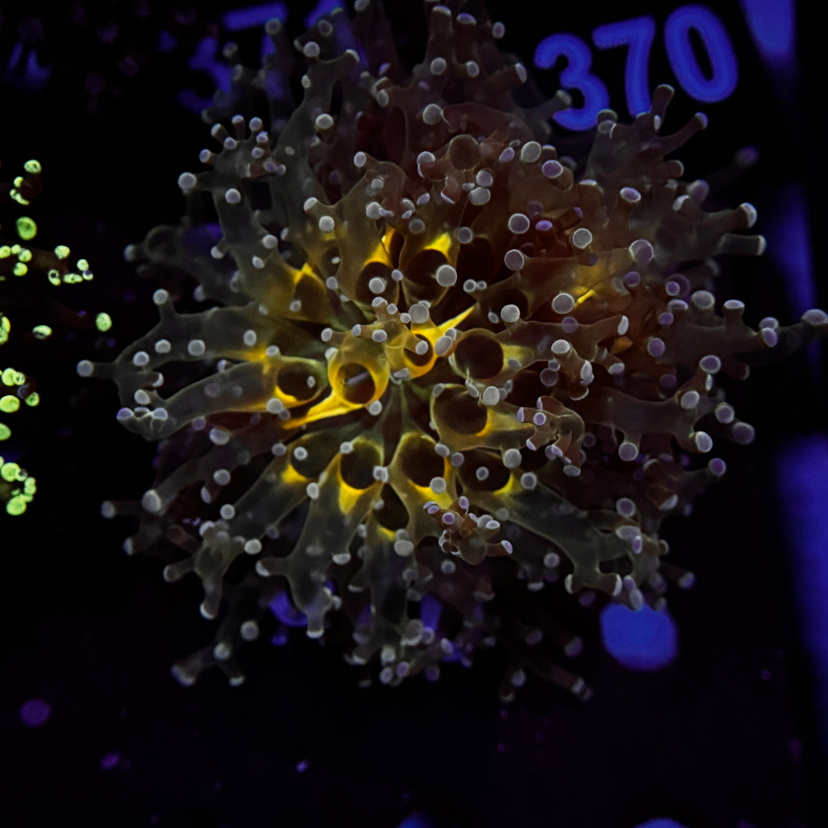 Ultra Yellow Center Frogspawn
