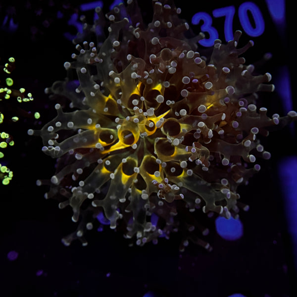 Ultra Yellow Center Frogspawn