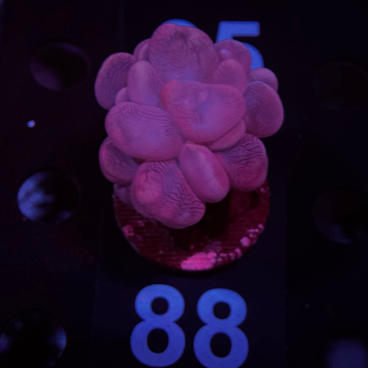 Pinky Branching Bubble