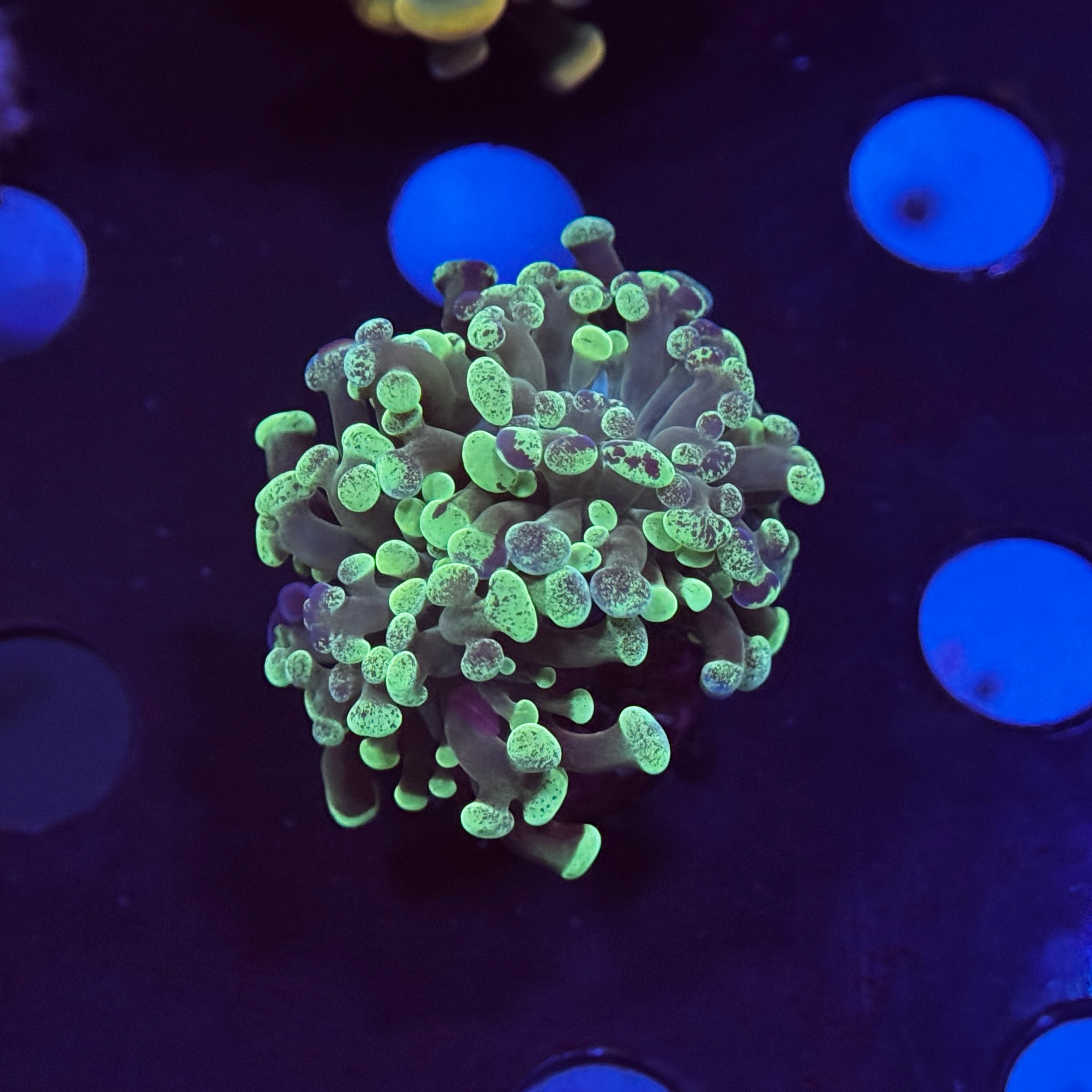Green Splatter Hammer