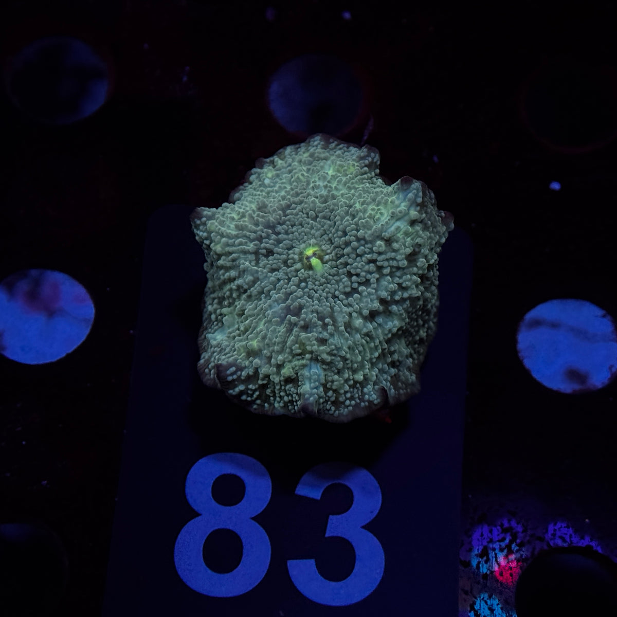 Cosmic Stardust Discosoma Mushroom