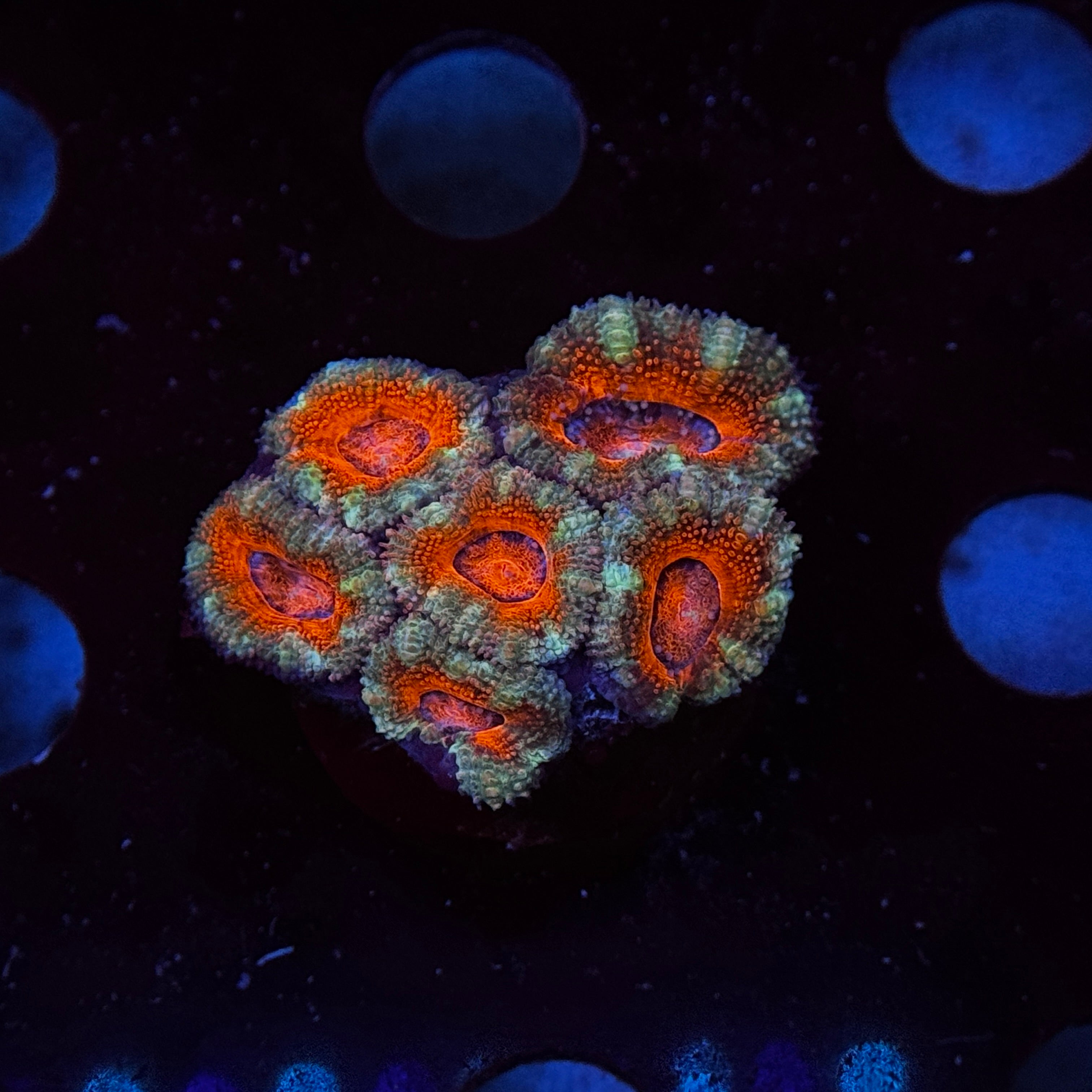 Red Acan Lord