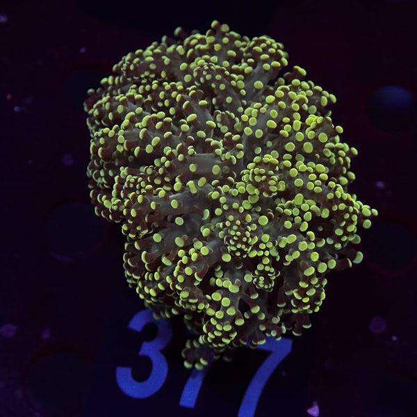 Neon Green Yaeyamaensis