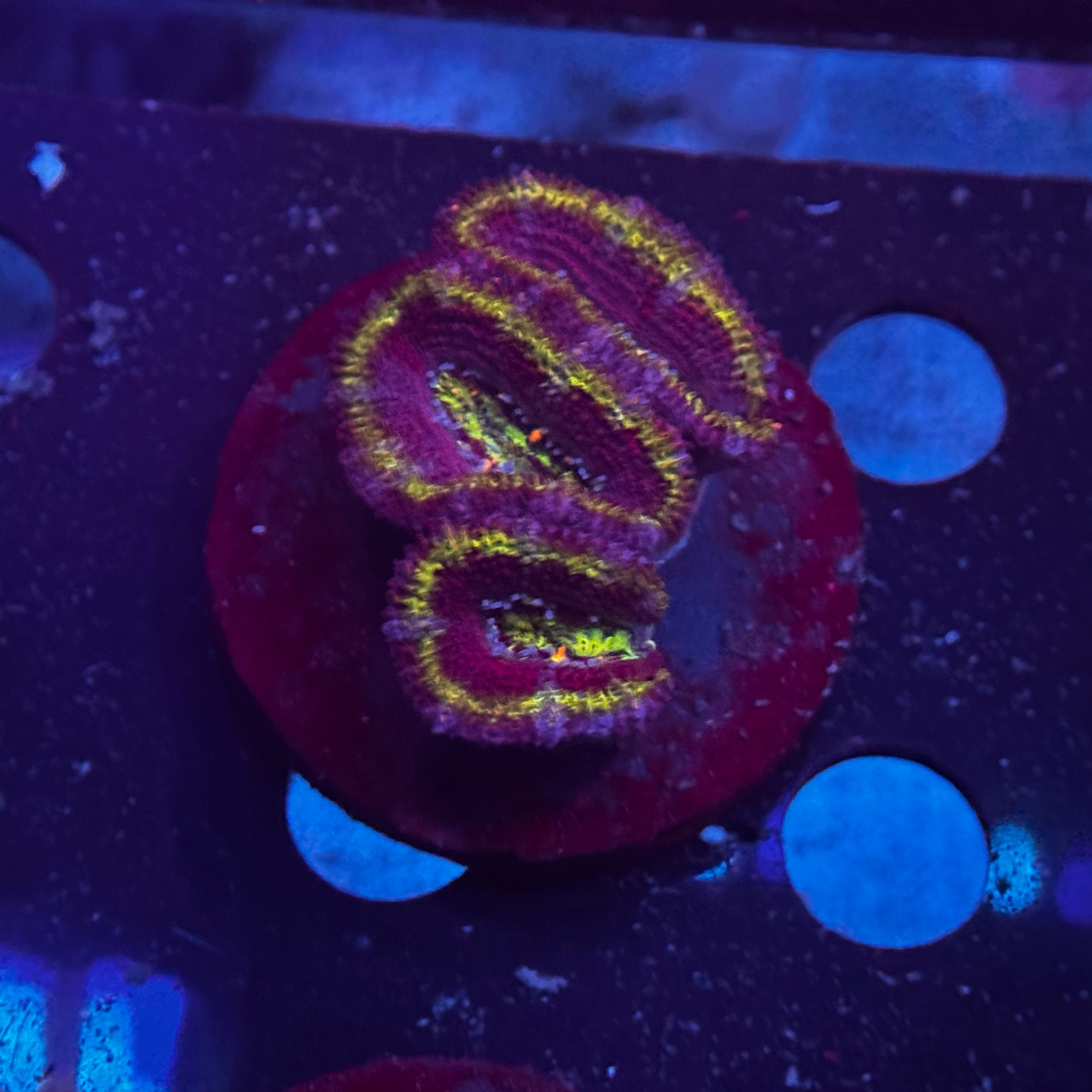 Rainbow Acan Lord