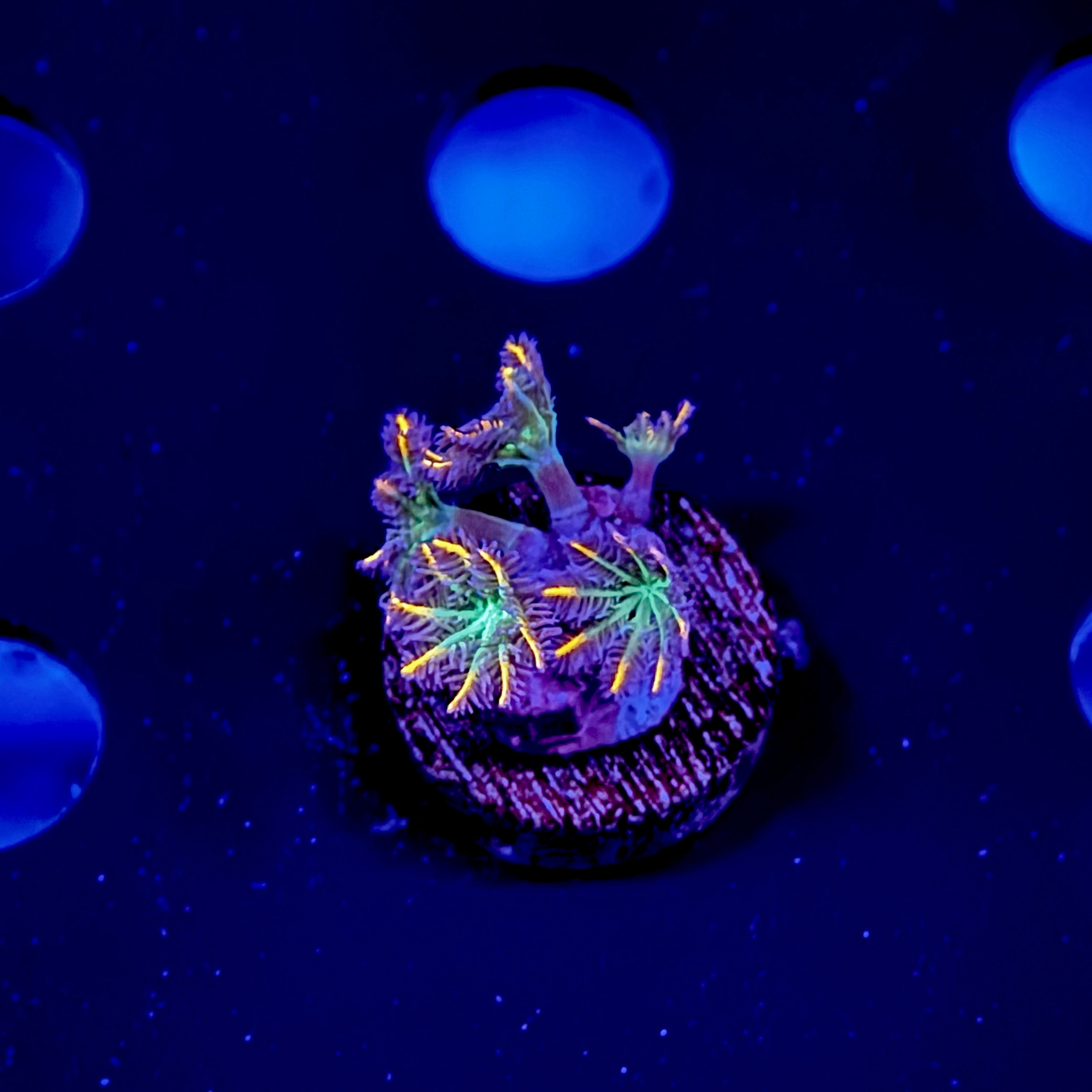 WWC Firework Cloves Polyps