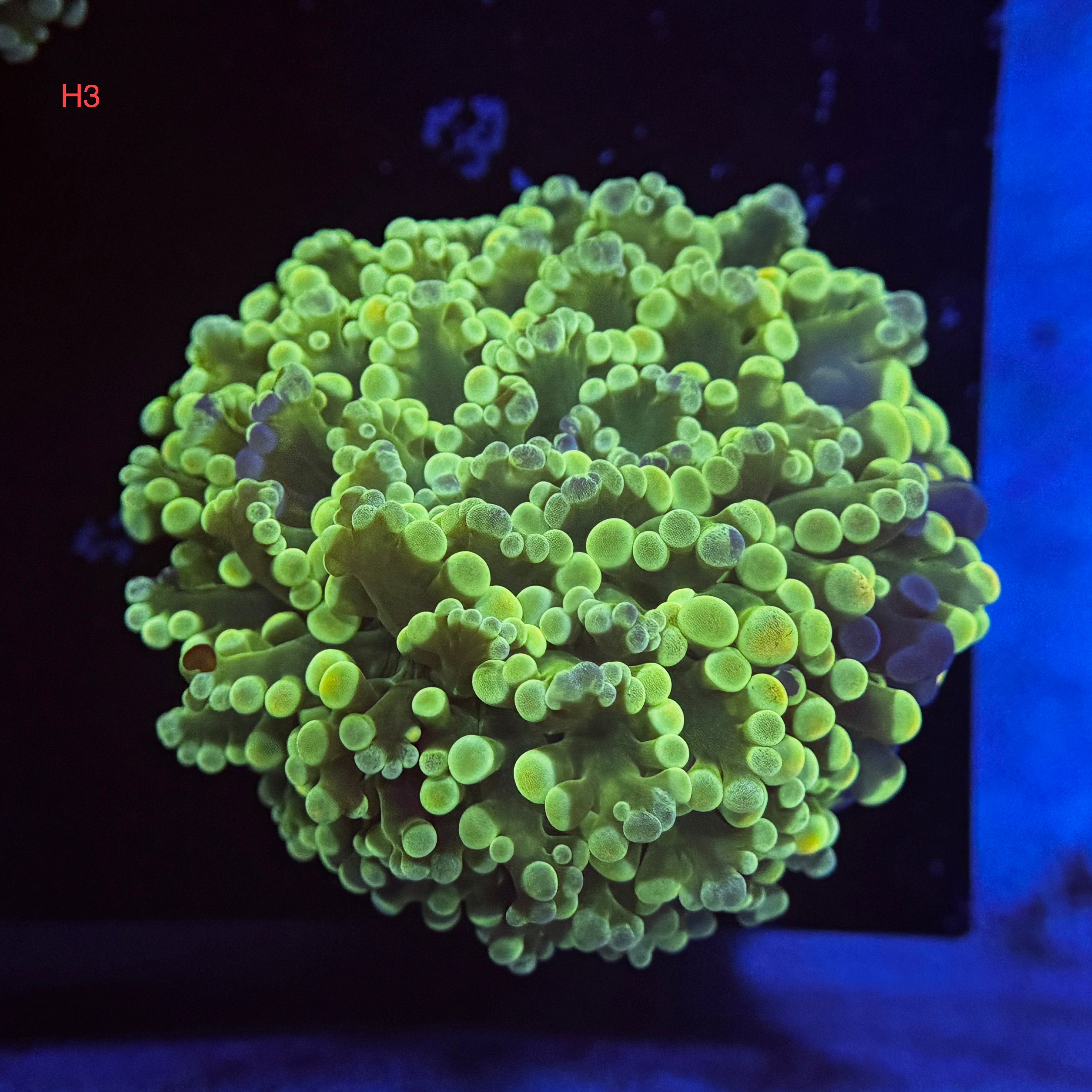 Green Splatter Kingspawn
