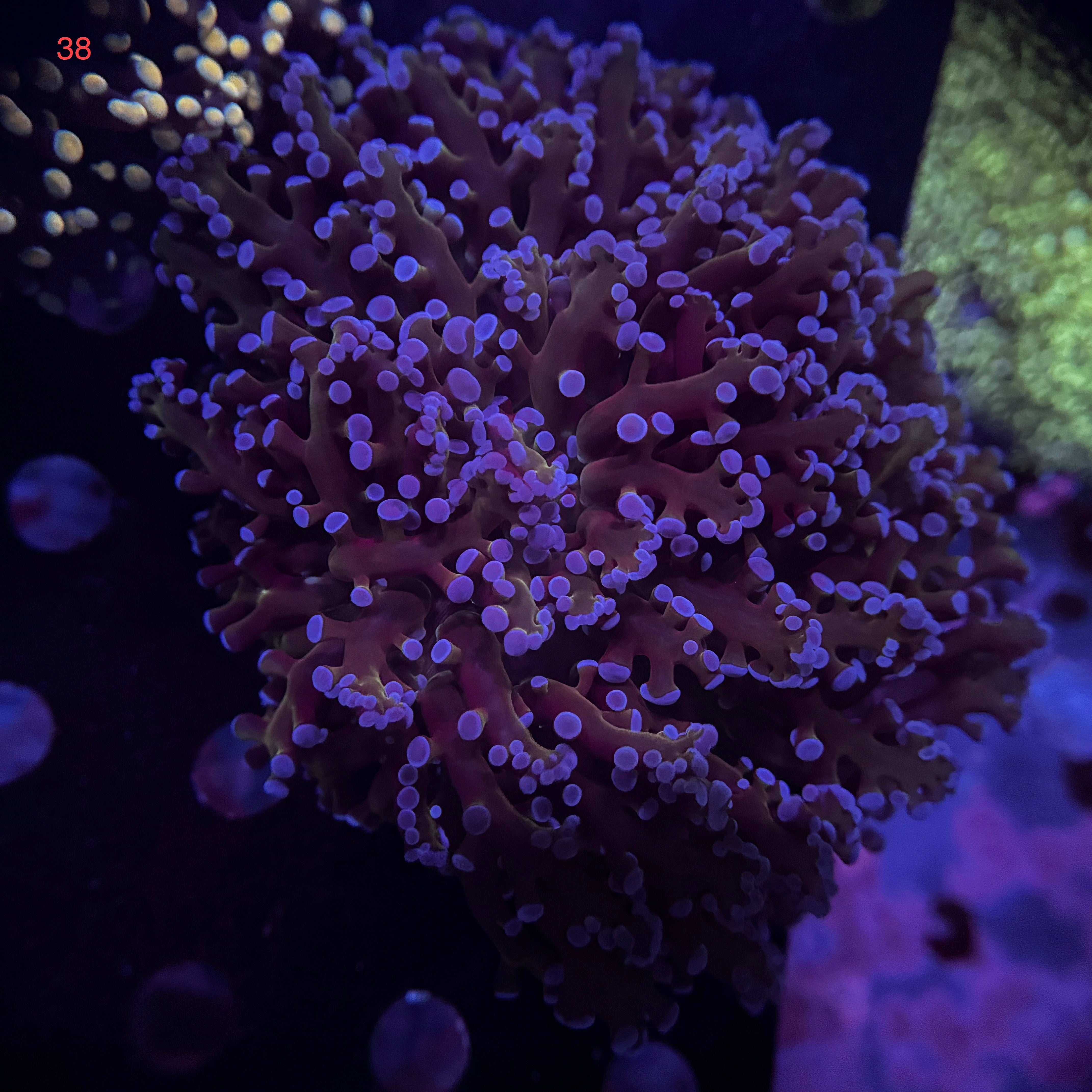 Australian Kingspawn <br> (Show Piece) 👑