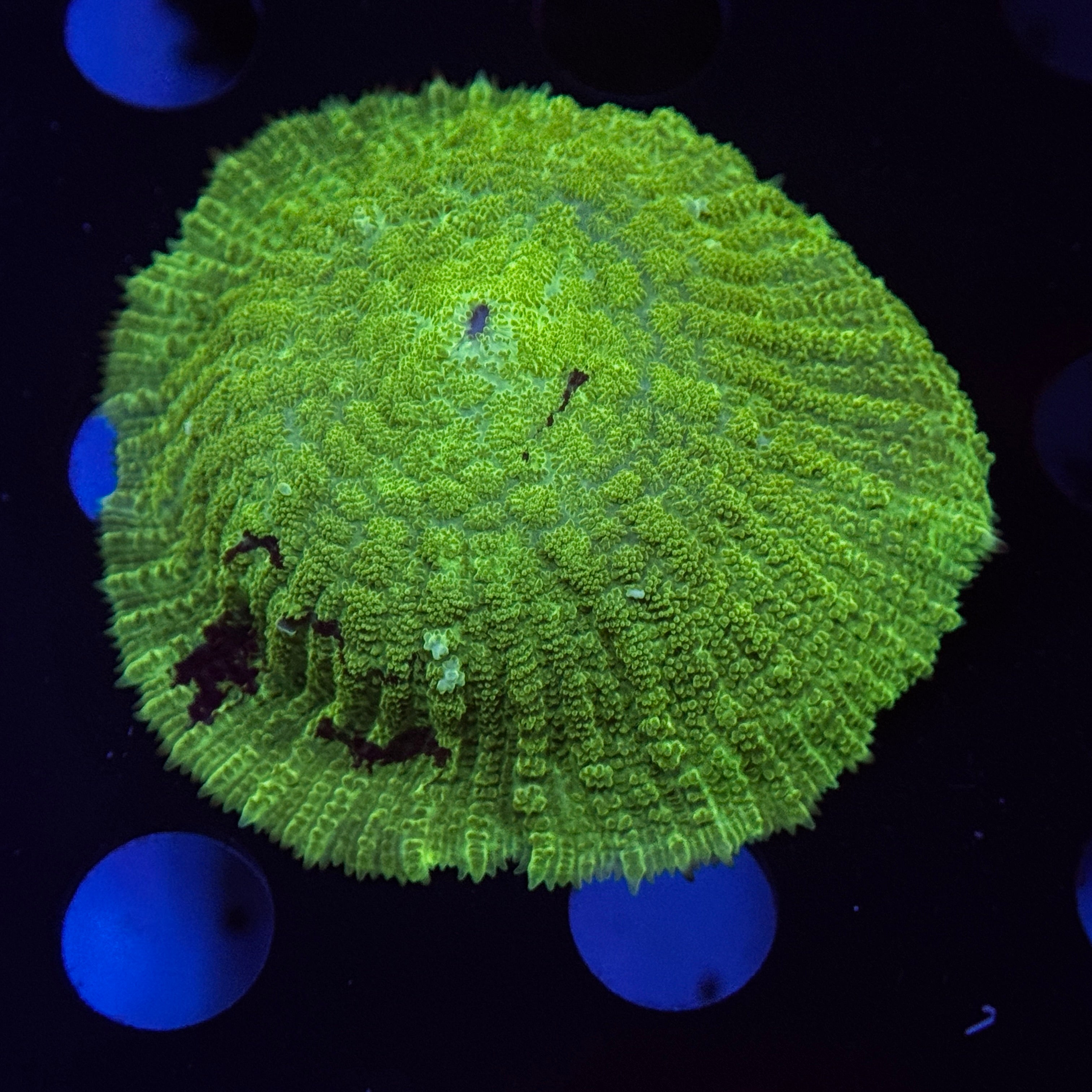 Kryptonite Rhodactus Mushroom