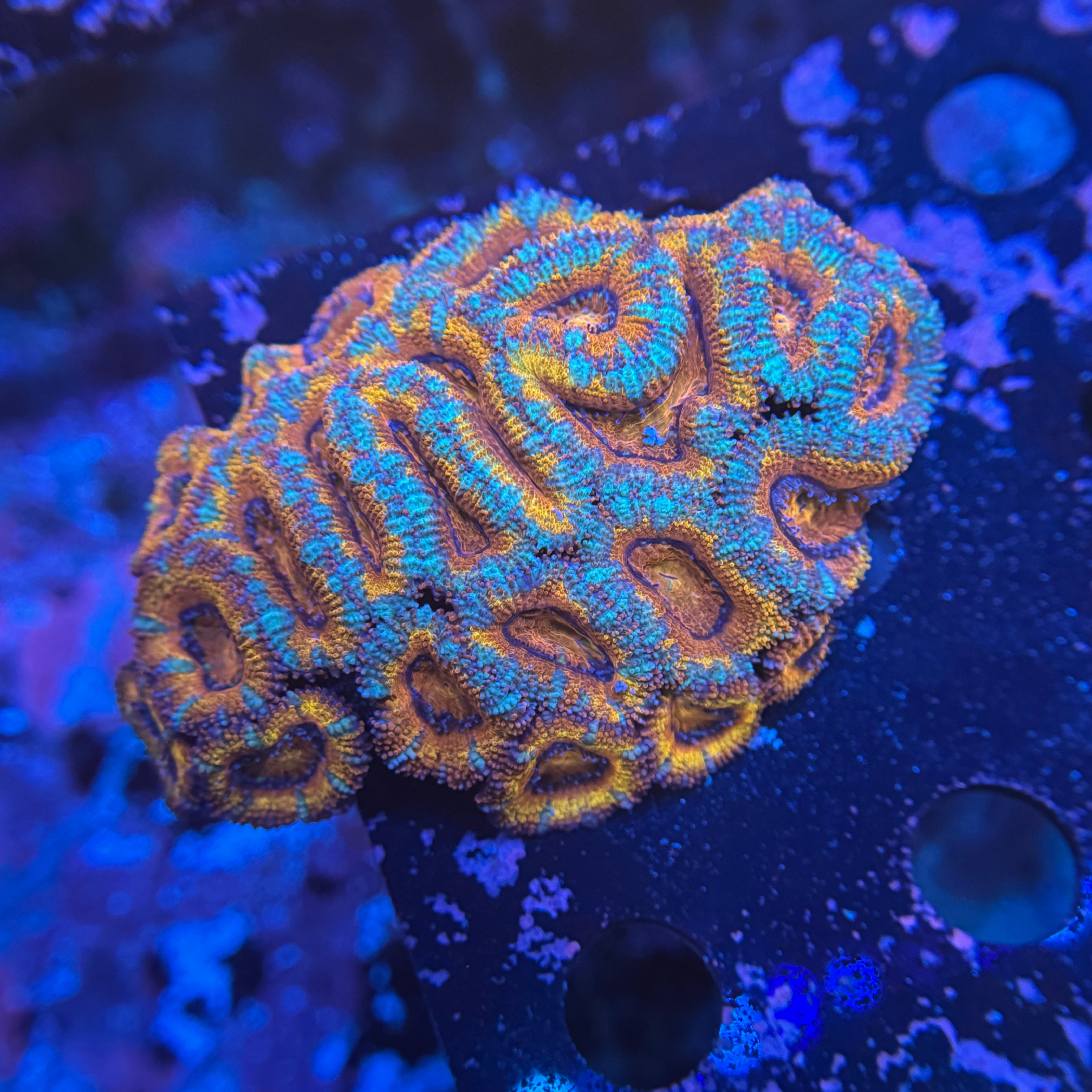 Rainbow Acan Colony