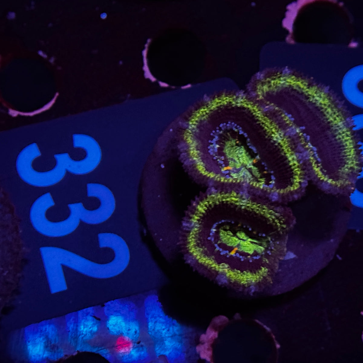 Green Acan Lord