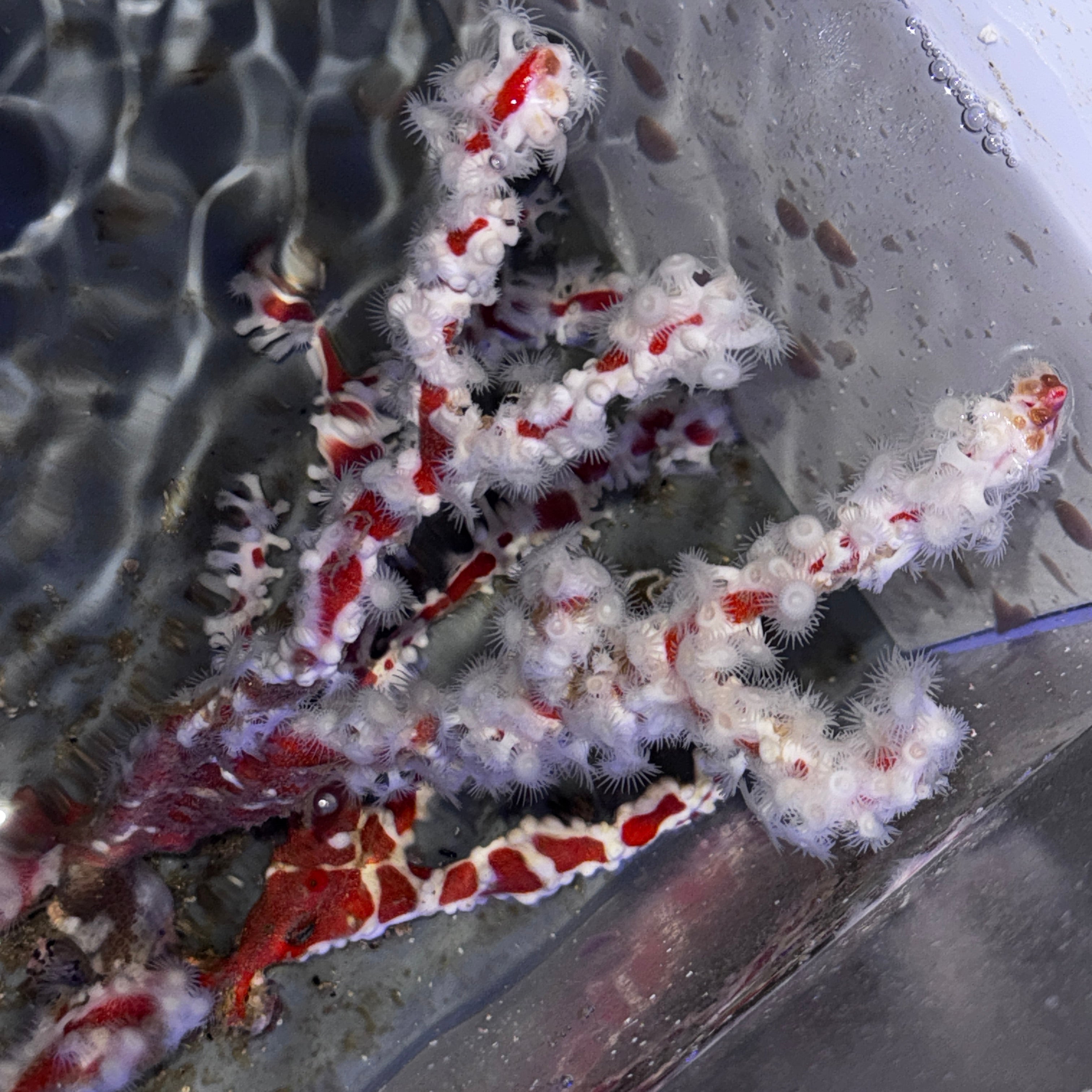 Australian Spider Sponge