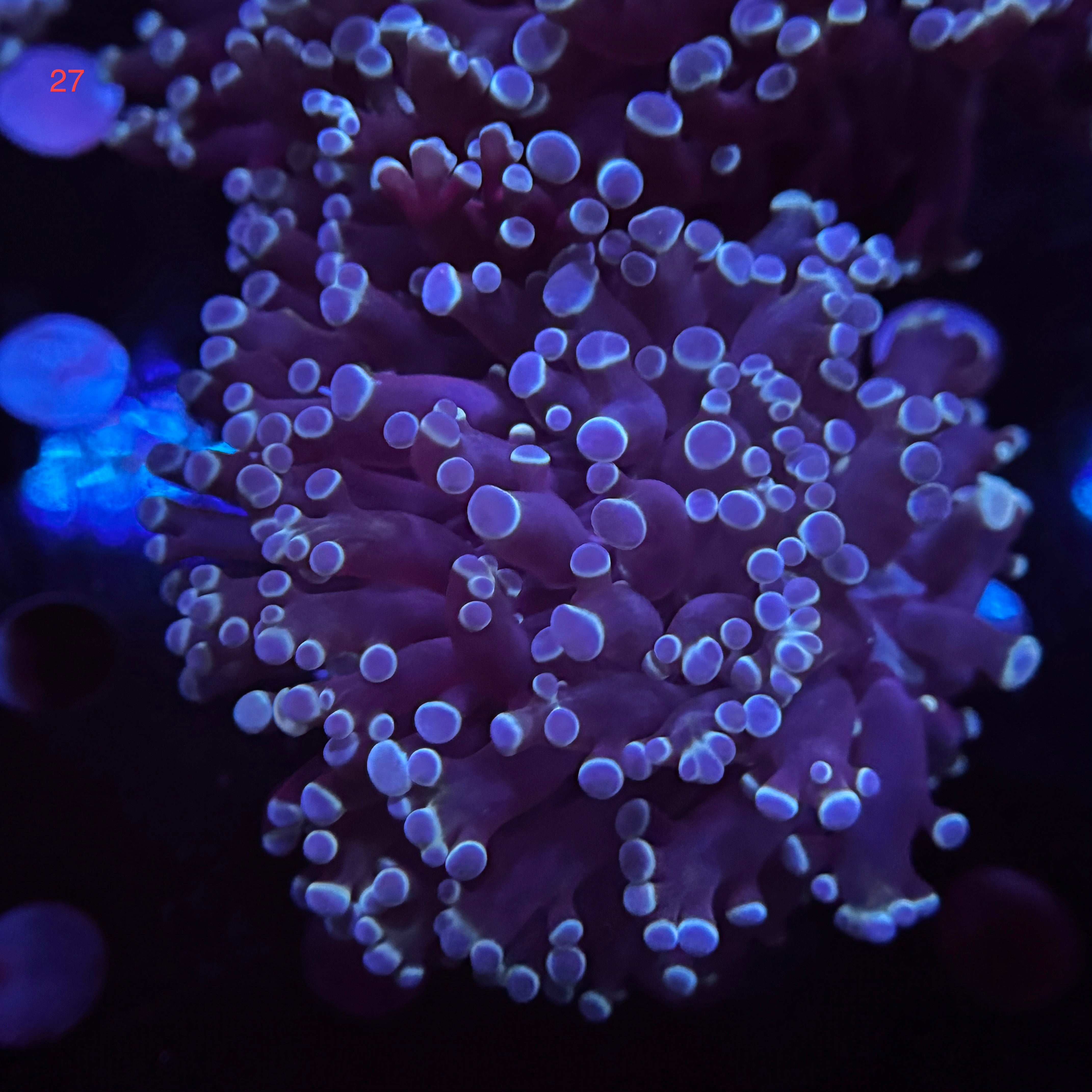 Blue Metallic Kingspawn