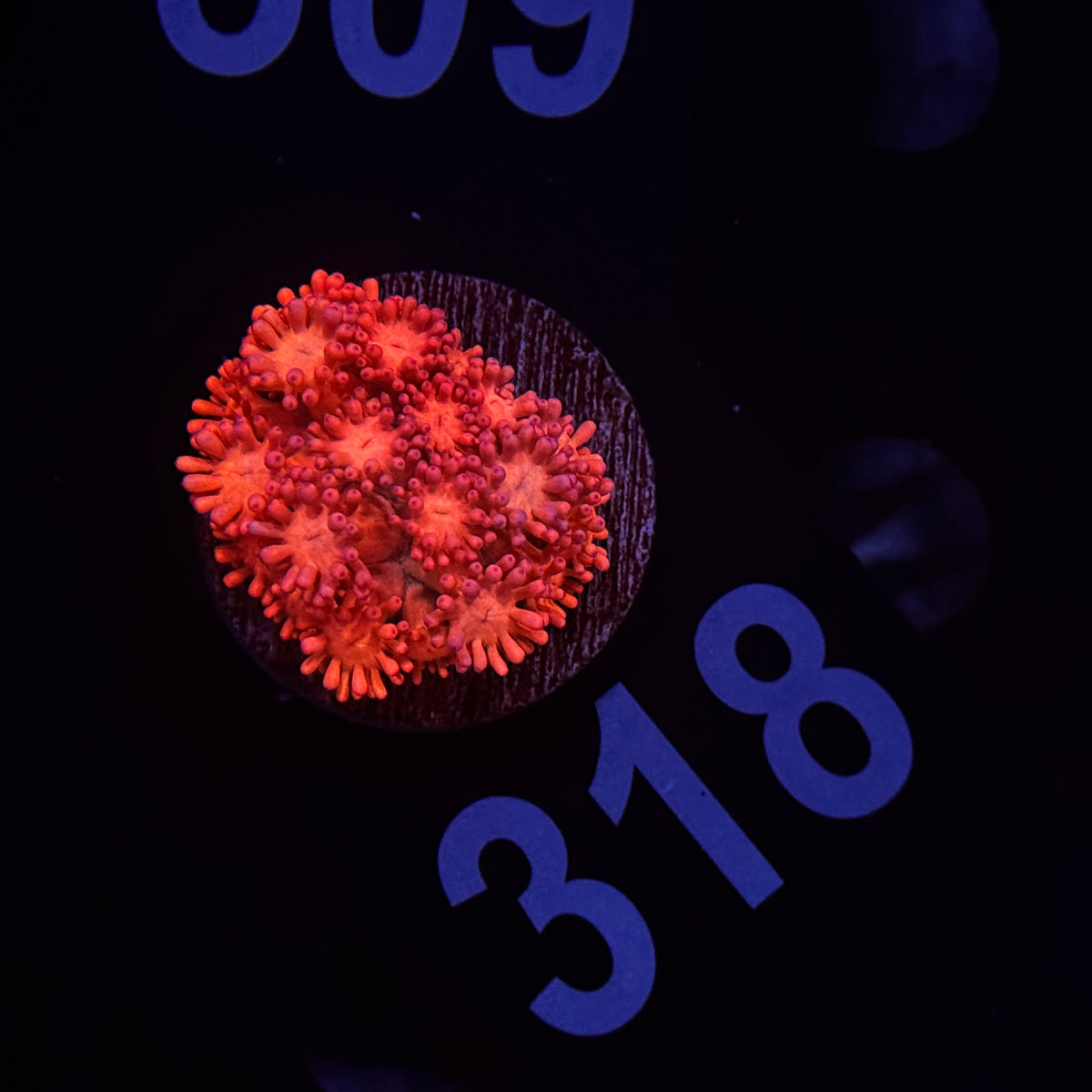 Flamma Mamma Goniopora